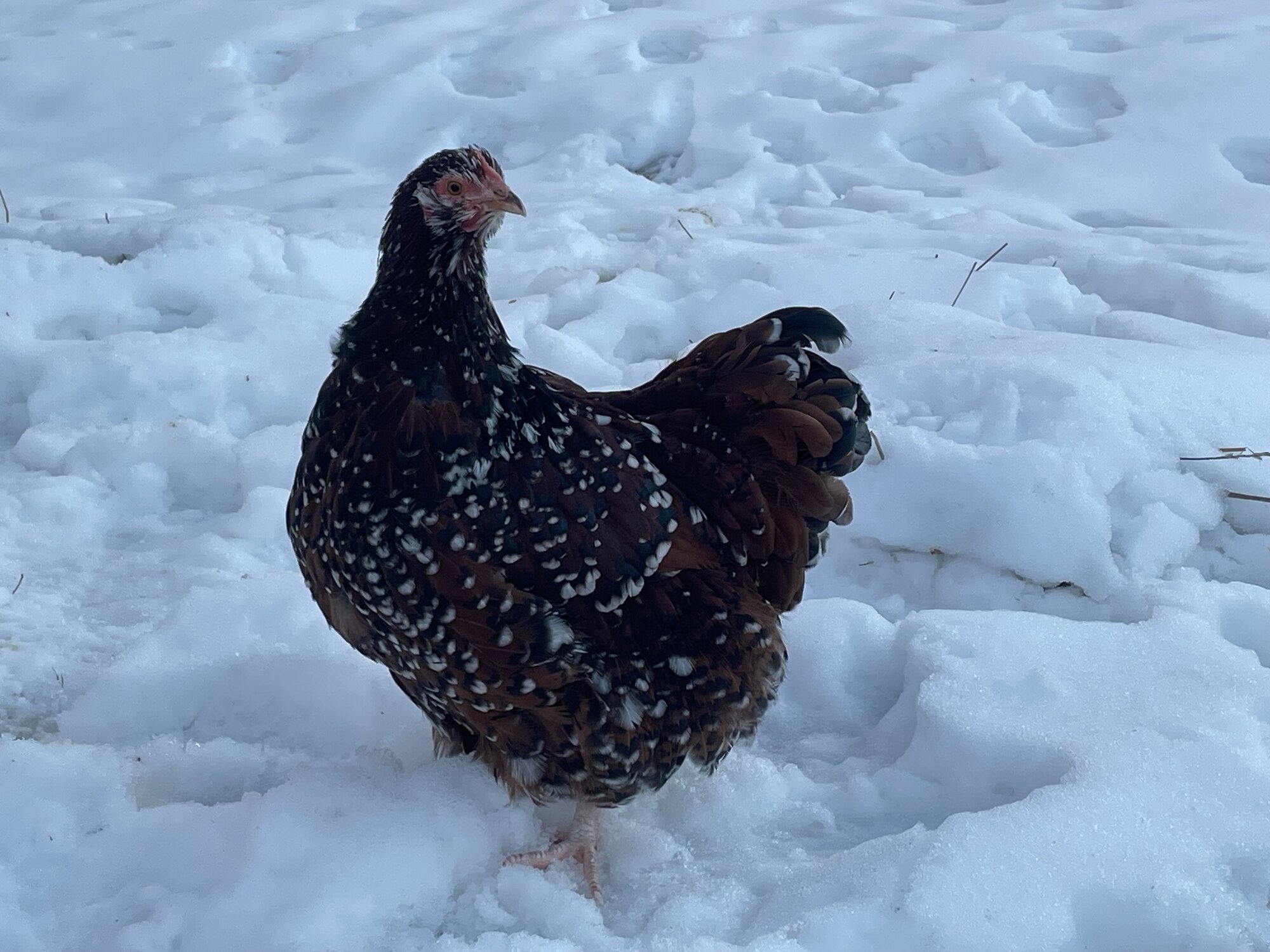 2024—Winter on the Farm Photo Contest 49.jpg BackYard Chickens Learn How to Raise Chickens