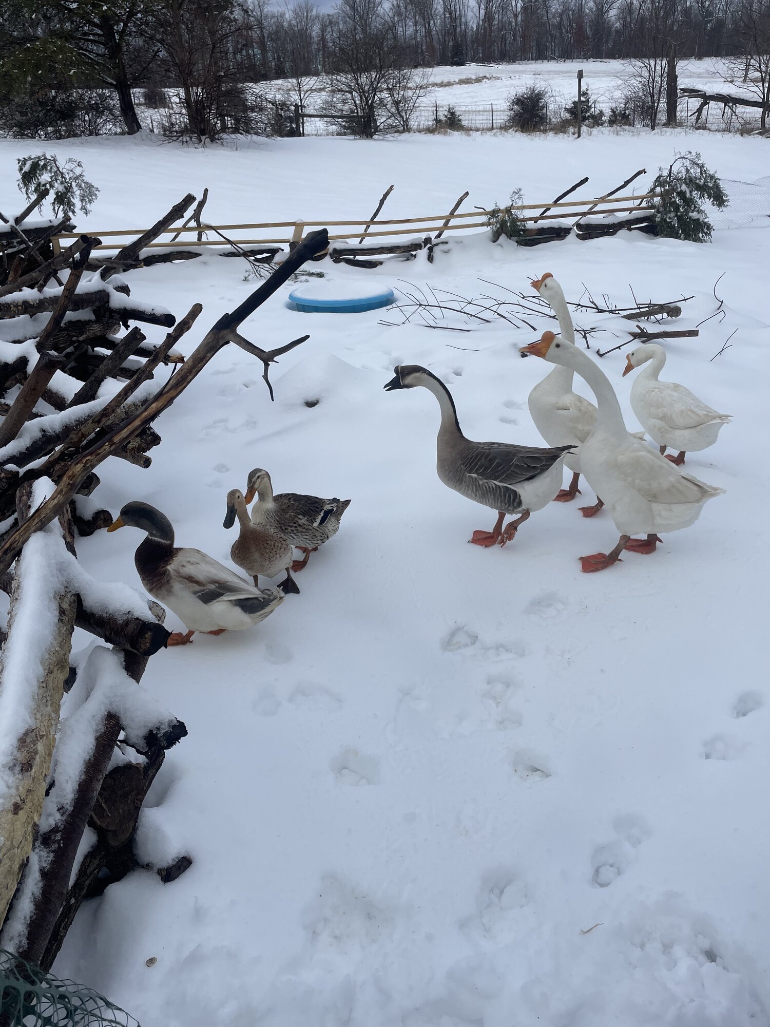 2024—Winter on the Farm Photo Contest 50.jpg BackYard Chickens Learn How to Raise Chickens