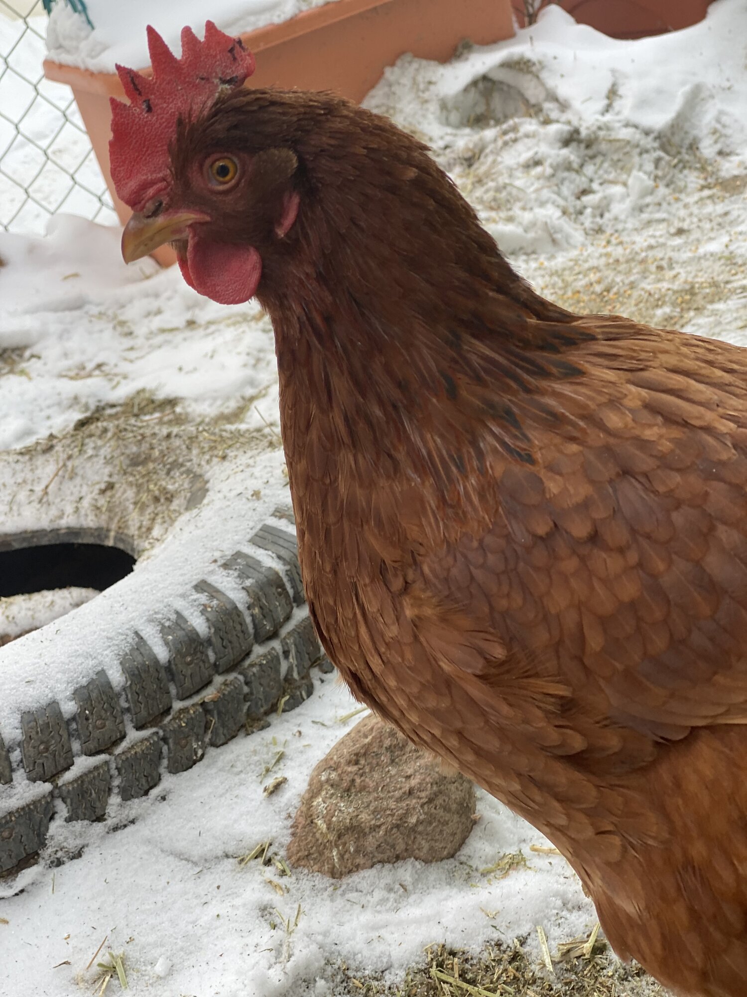 2024—Winter on the Farm Photo Contest 52.jpg BackYard Chickens Learn How to Raise Chickens