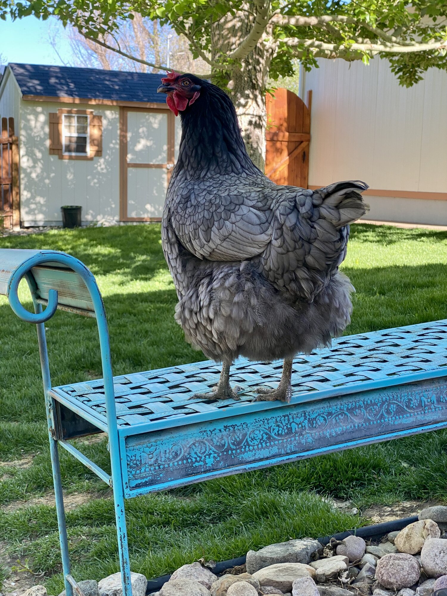 2025 BYC Calendar Photo Contest 117.jpg BackYard Chickens Learn How