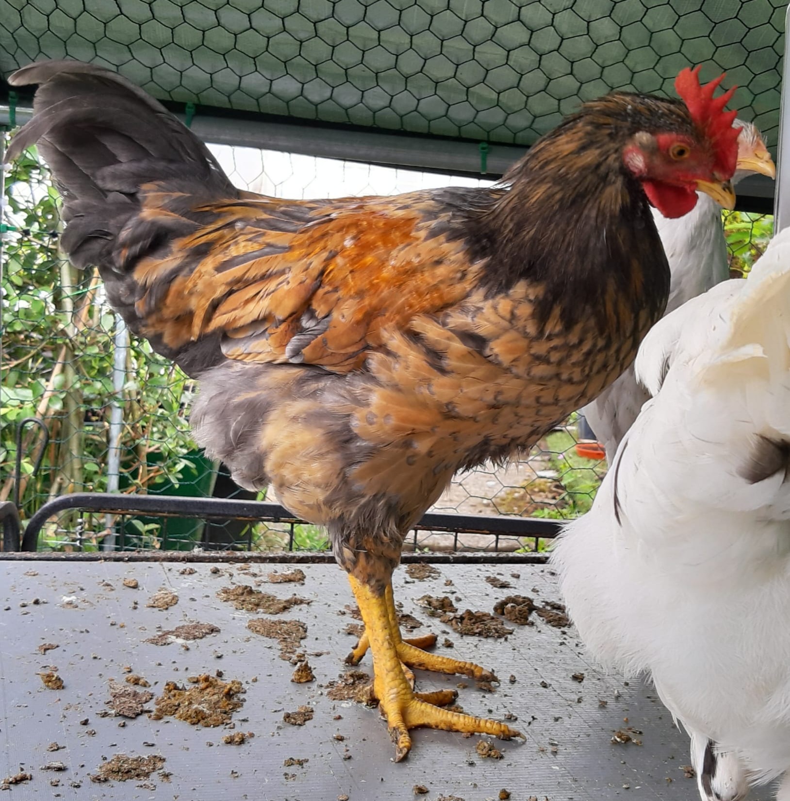 2025 BYC Calendar Photo Contest 123.jpg BackYard Chickens Learn How