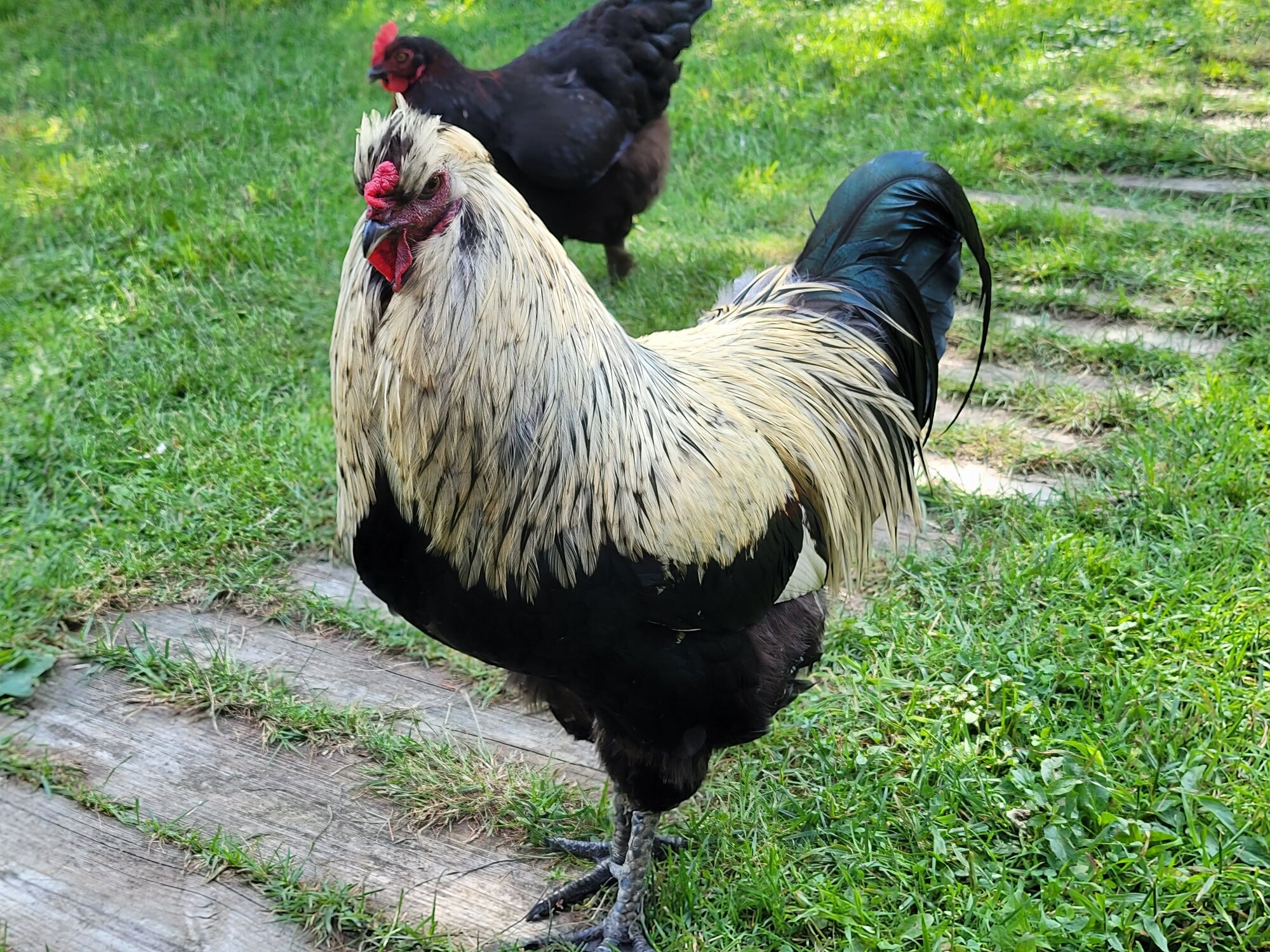 2025 BYC Calendar Photo Contest 13.jpg | BackYard Chickens - Learn How