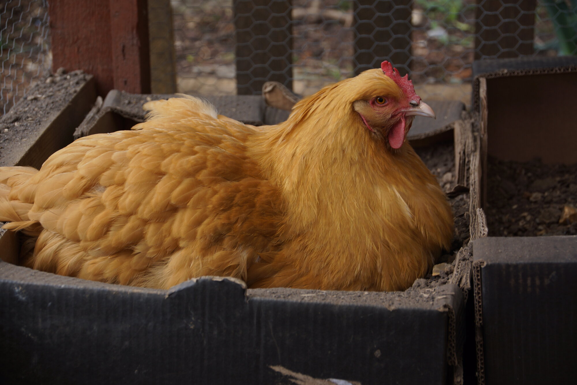2025 BYC Calendar Photo Contest 145.jpg | BackYard Chickens - Learn How