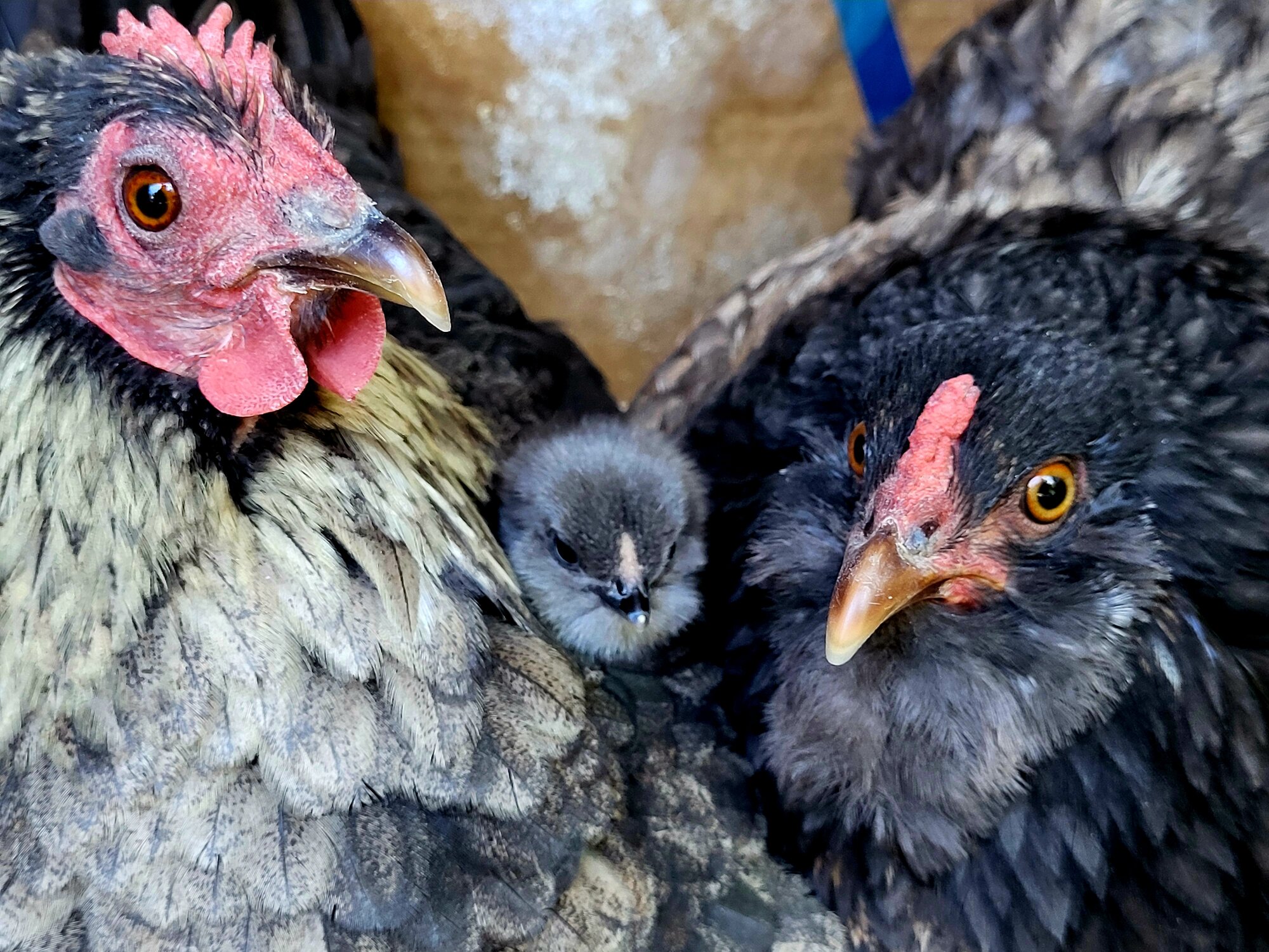 2025 BYC Calendar Photo Contest 160.jpg | BackYard Chickens - Learn How