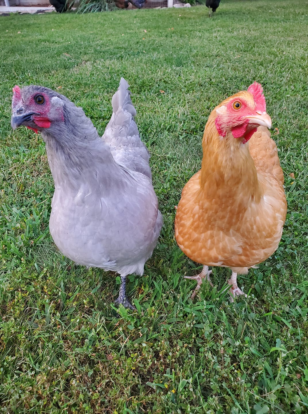 2025 BYC Calendar Photo Contest 169.jpg | BackYard Chickens - Learn How