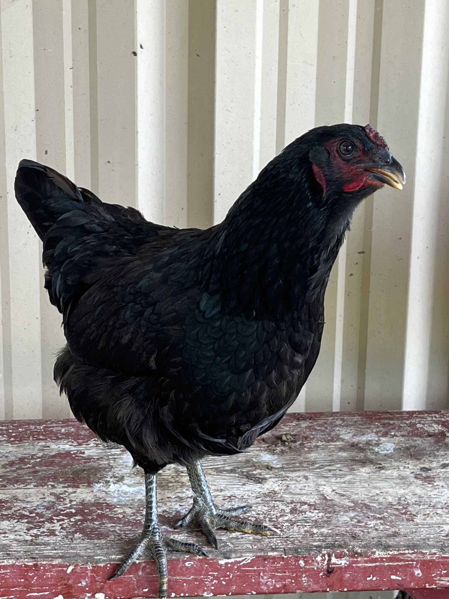 2025 BYC Calendar Photo Contest 29.jpg BackYard Chickens Learn How