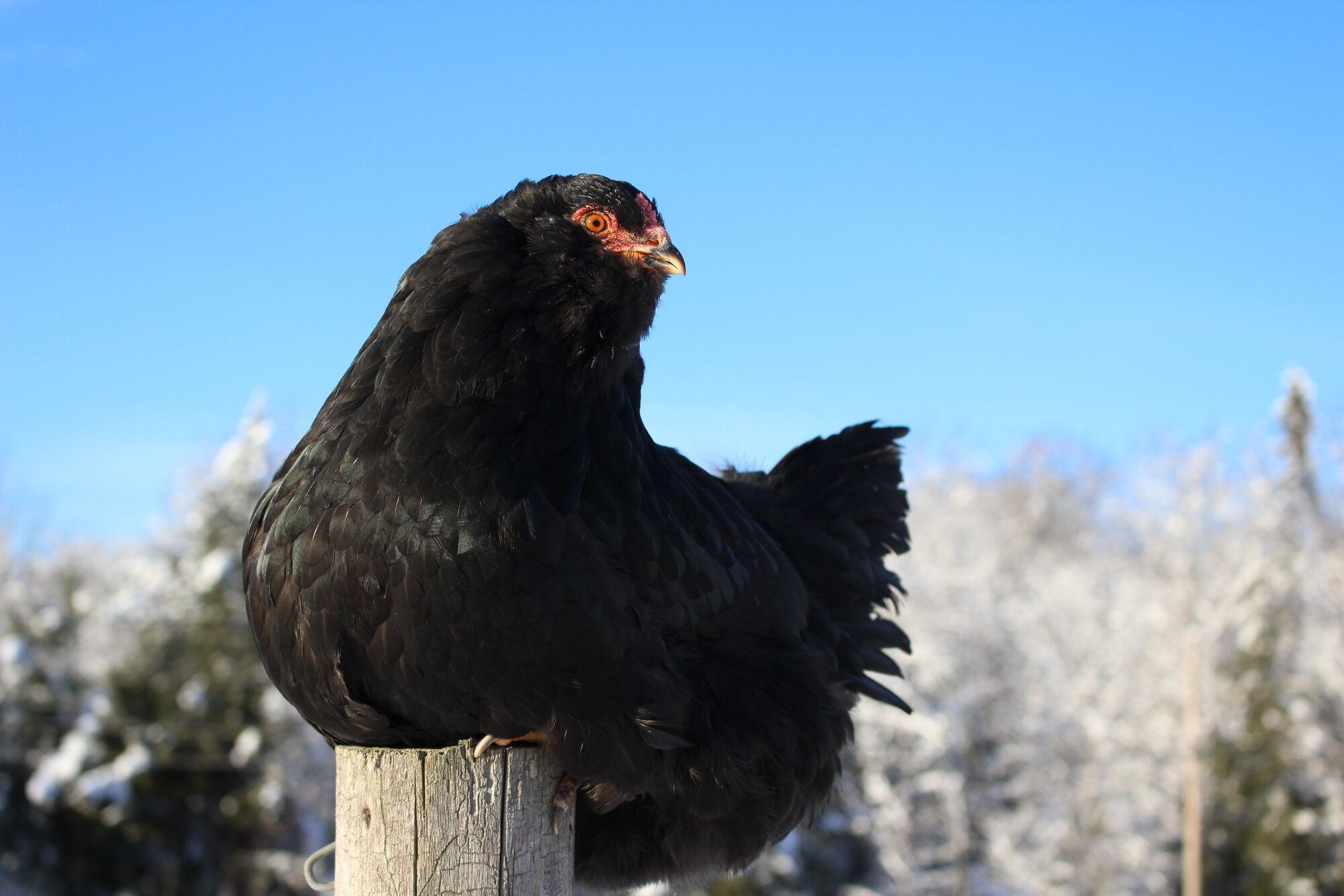 2025 BYC Calendar Photo Contest 3.jpg BackYard Chickens Learn How