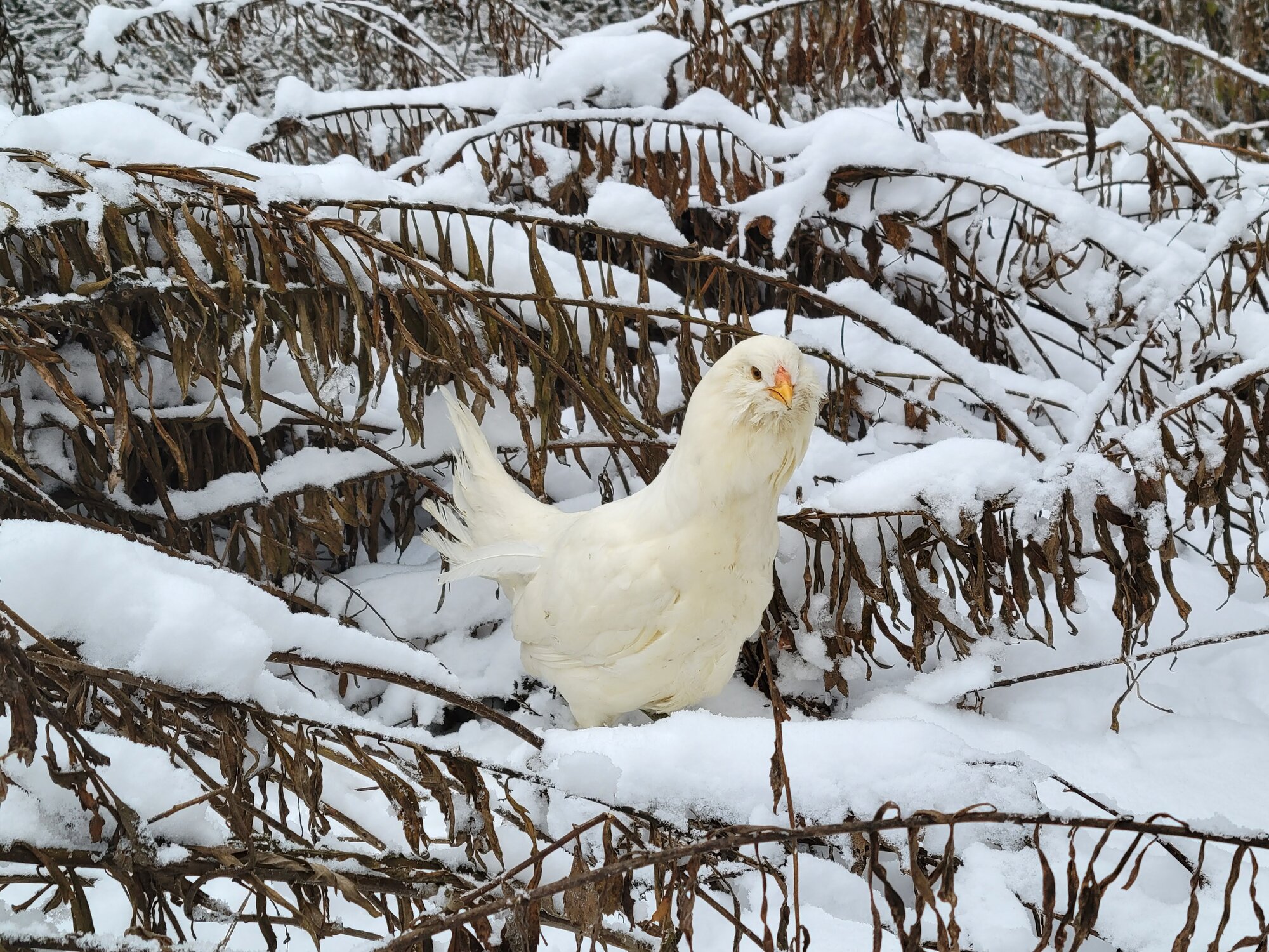 2025 BYC Calendar Photo Contest 30.jpg