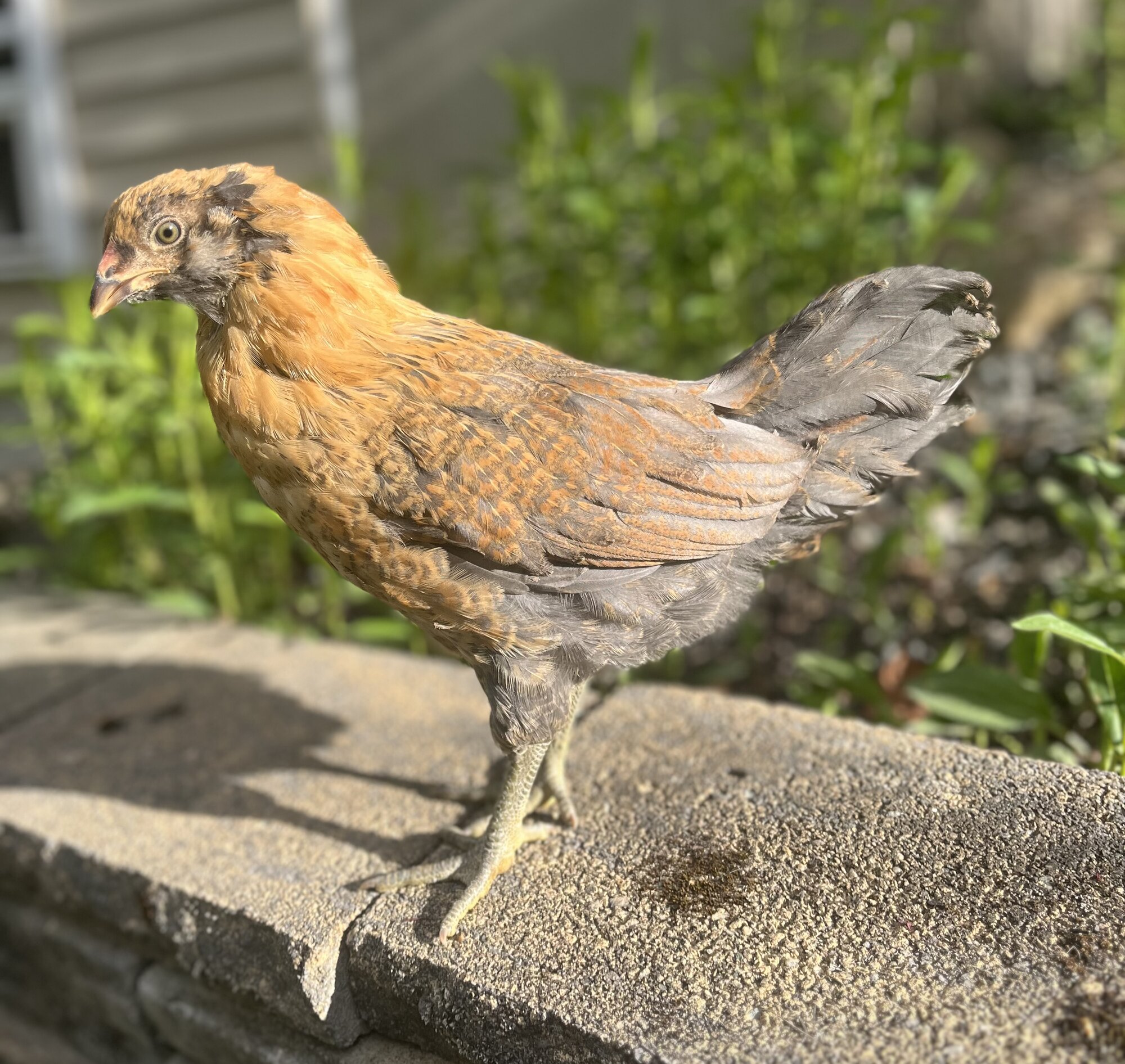 2025 BYC Calendar Photo Contest 42.jpg