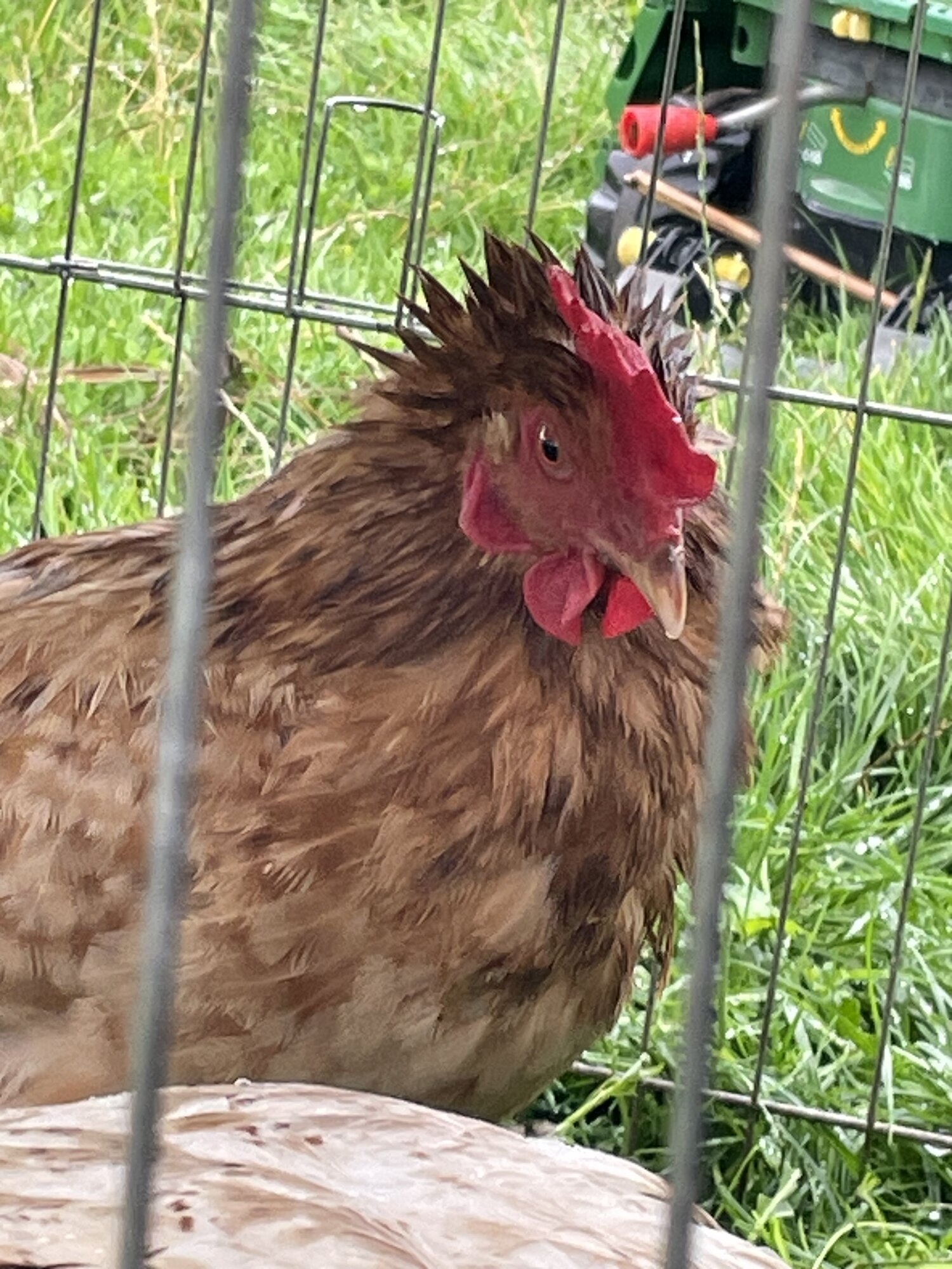 2025 BYC Calendar Photo Contest 46.jpg BackYard Chickens Learn How