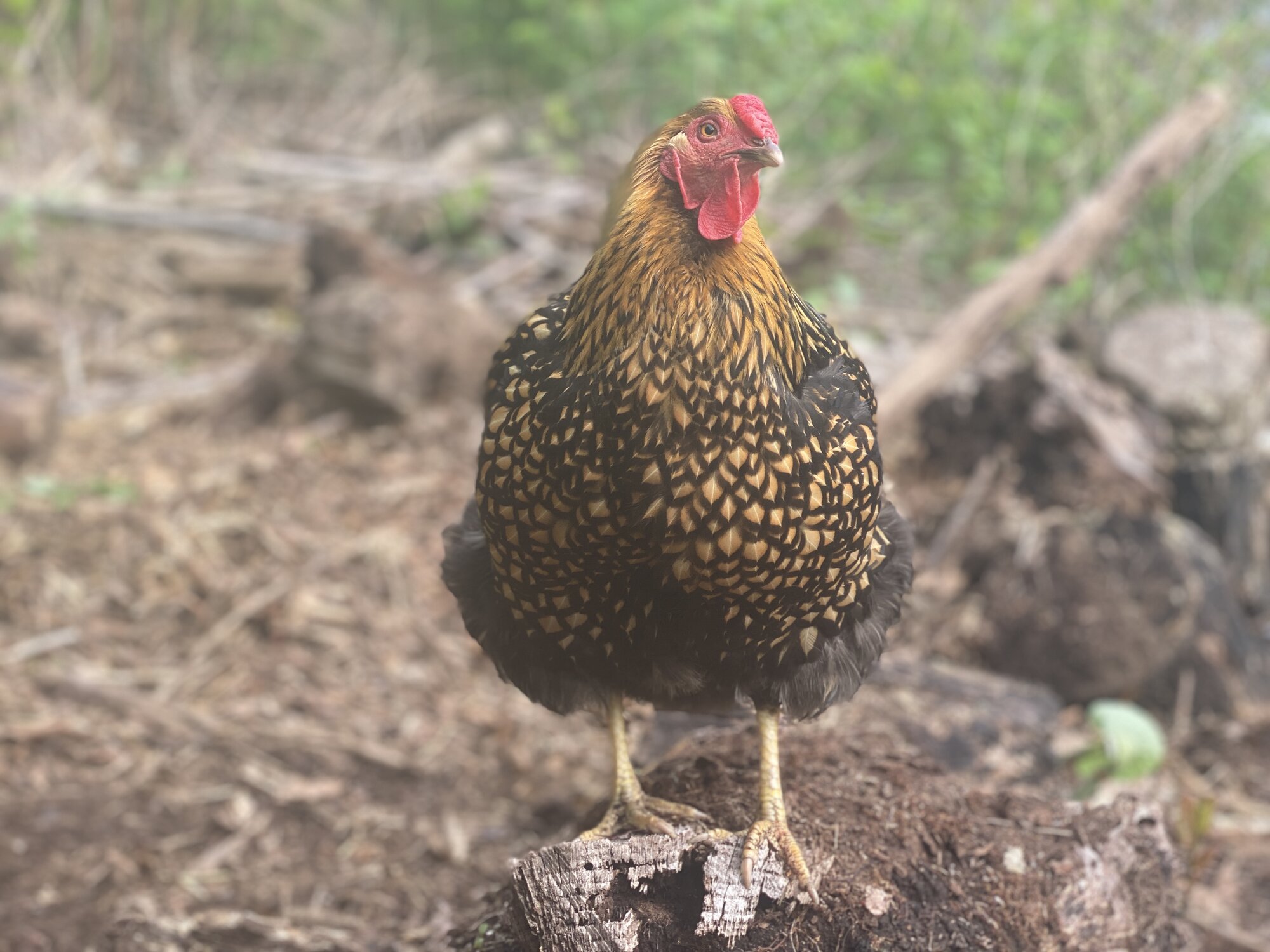2025 BYC Calendar Photo Contest 54.jpg BackYard Chickens Learn How