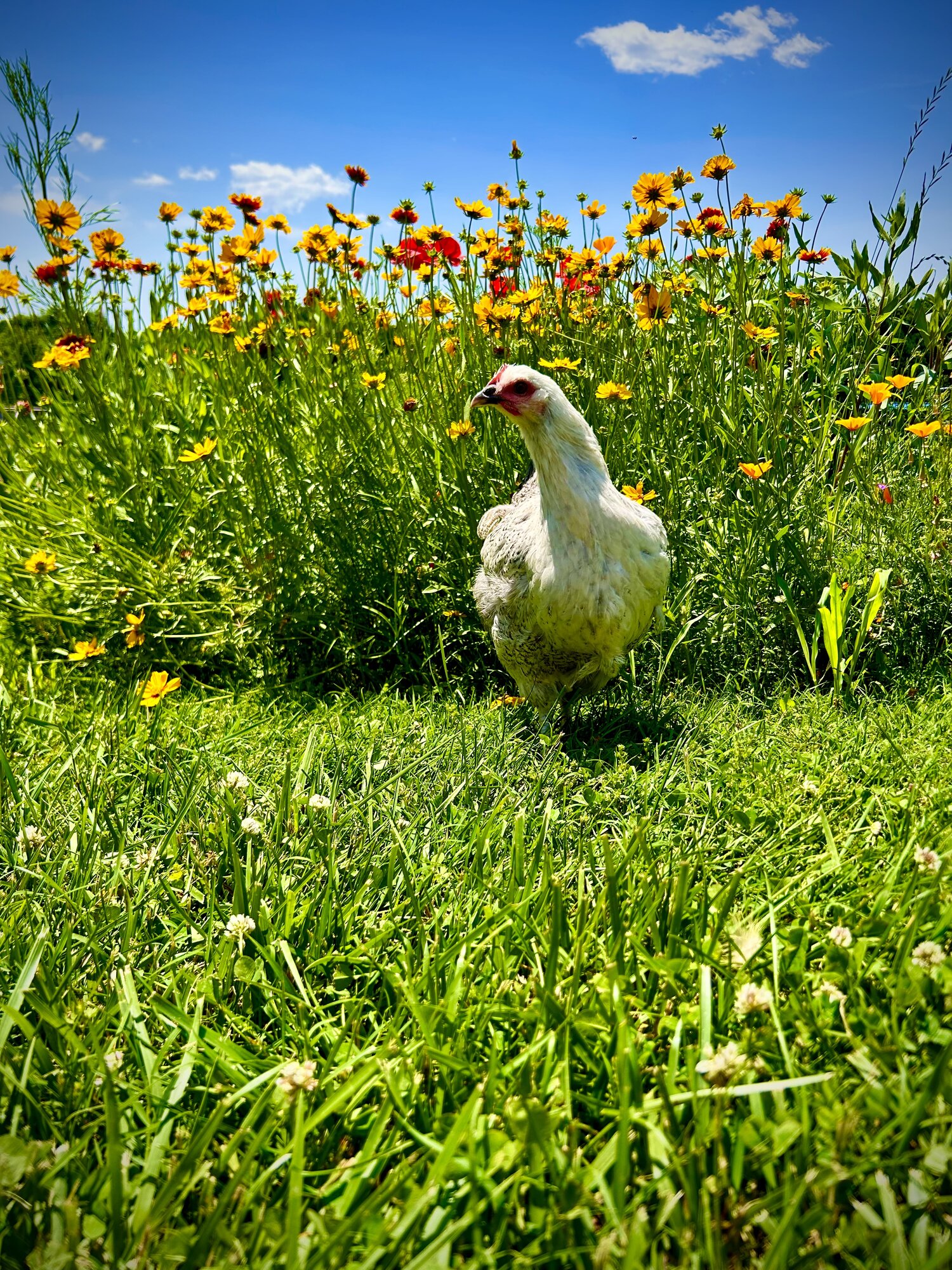 2025 BYC Calendar Photo Contest 57.jpg BackYard Chickens Learn How