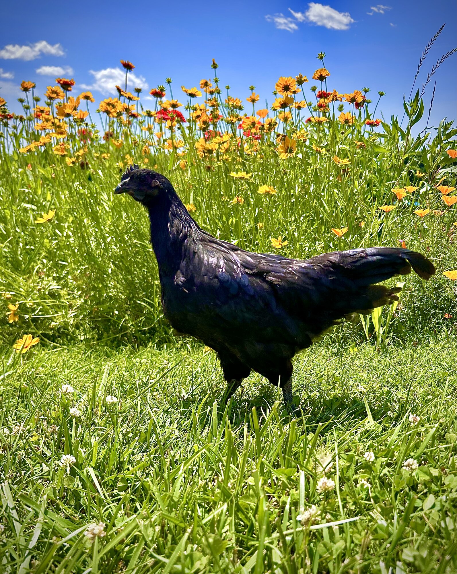 2025 BYC Calendar Photo Contest 59.jpg