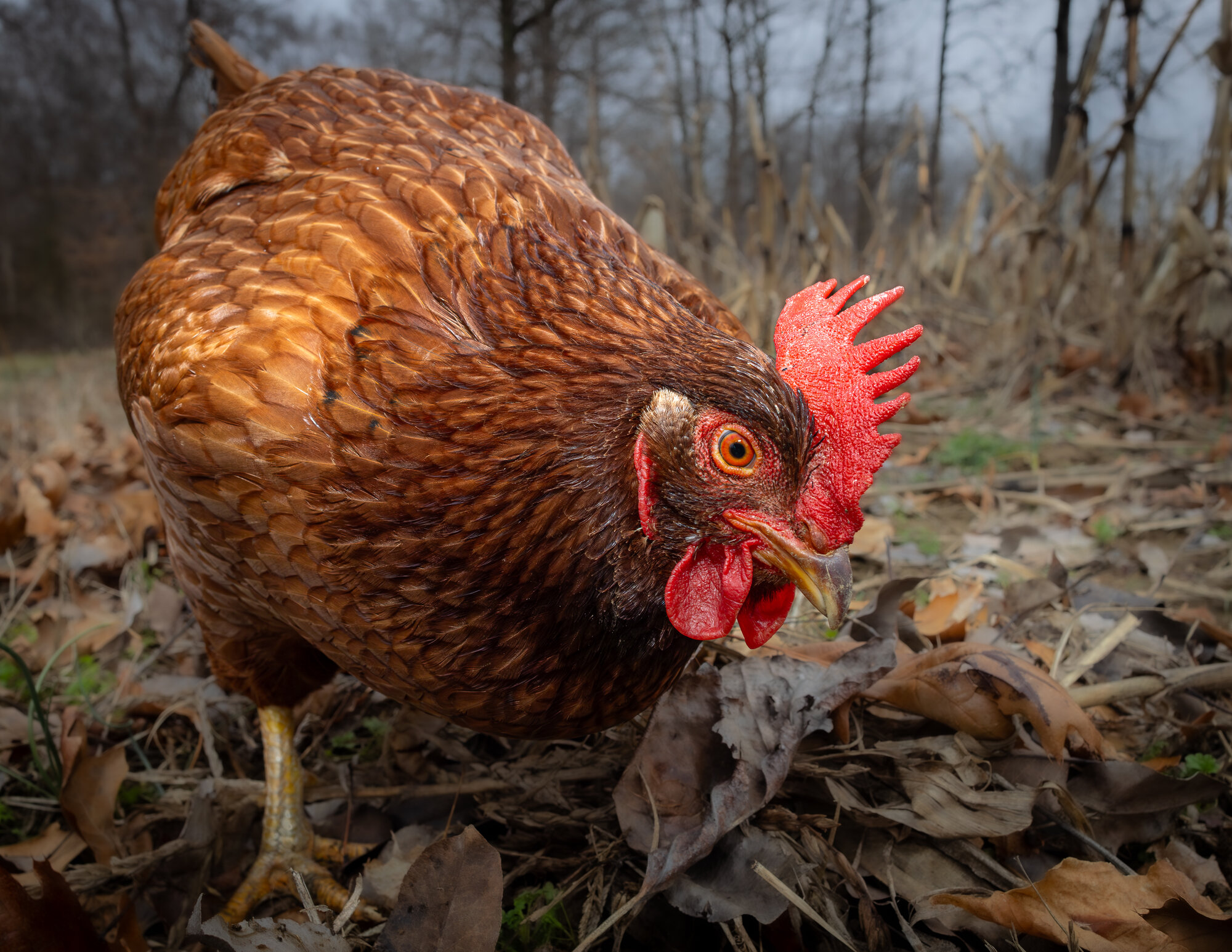2025 BYC Calendar Photo Contest 65.jpg BackYard Chickens Learn How