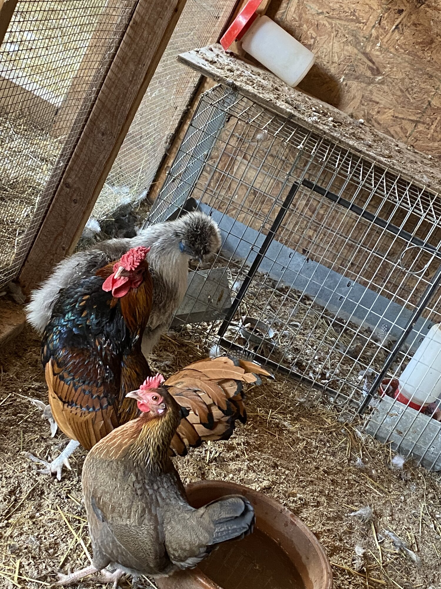 2025 BYC Calendar Photo Contest 7.jpg BackYard Chickens Learn How