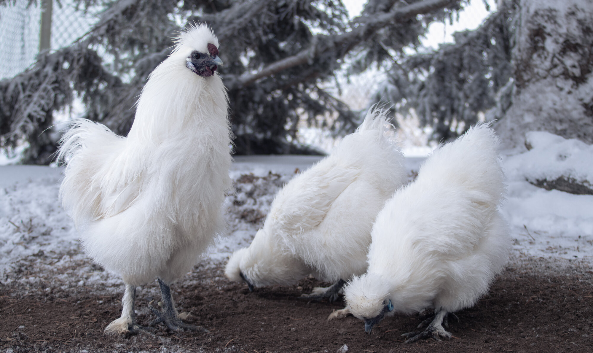 2025 BYC Calendar Photo Contest 72.jpg | BackYard Chickens - Learn How