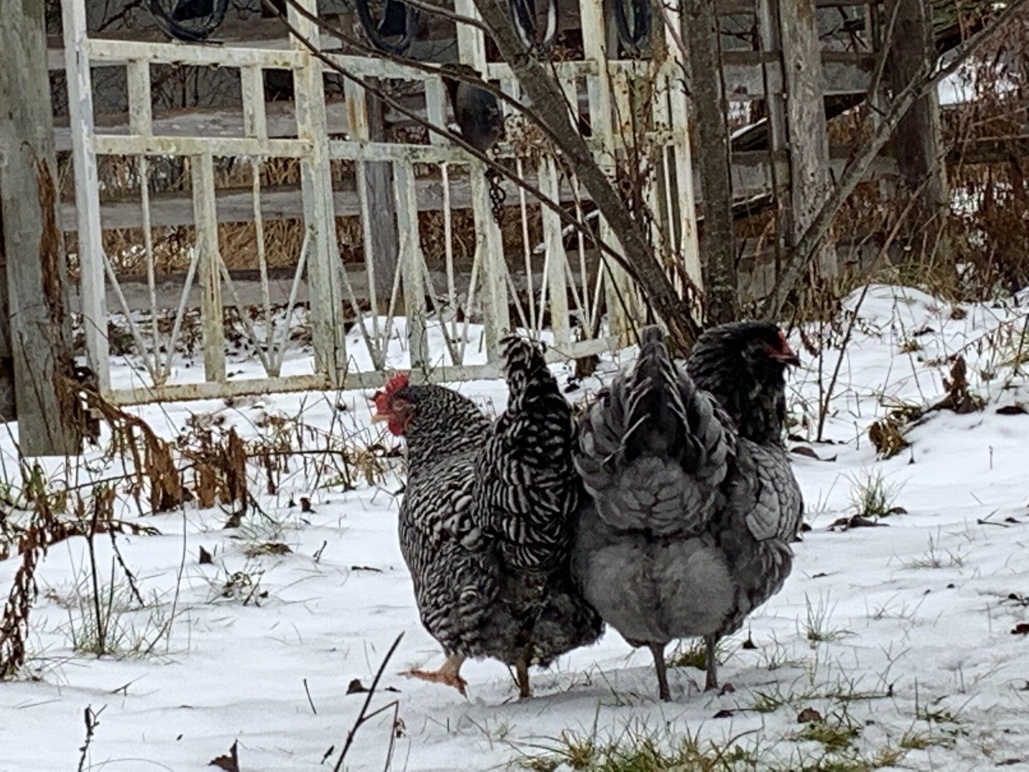 2025 BYC Calendar Photo Contest 78.jpg