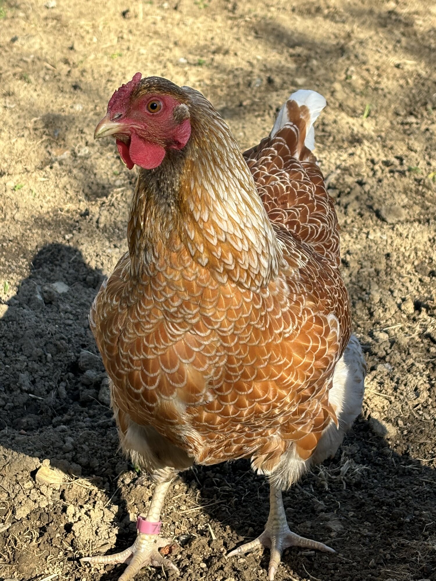 2025 BYC Calendar Photo Contest 91.jpg BackYard Chickens Learn How