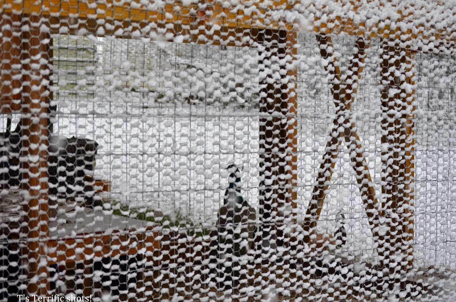 2025Chilly Coop Contest! 10.png