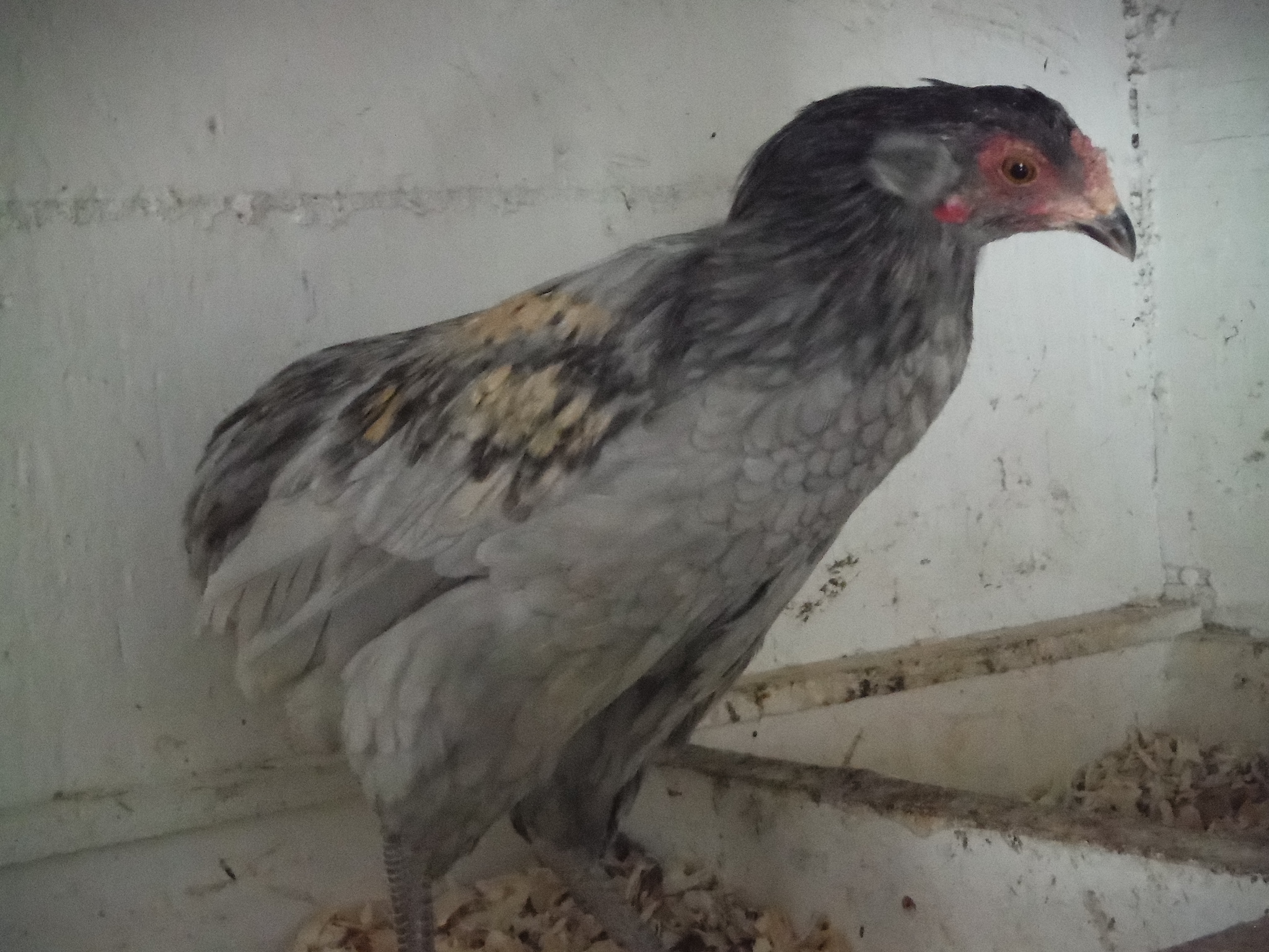 20th bird, cockerel. Tufted/rumpless. Has too much bleed through.