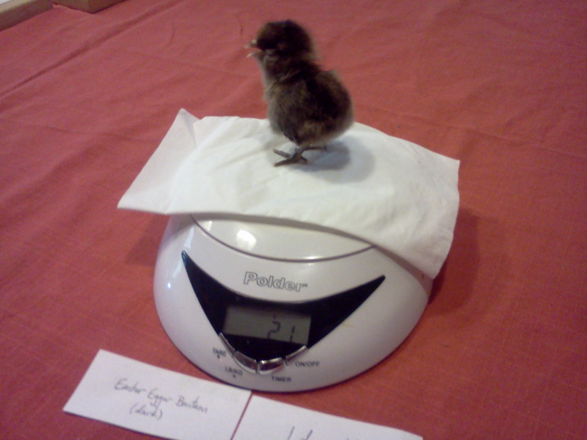 21 grams, 1 day old, easter egger bantam.  
Sybil.