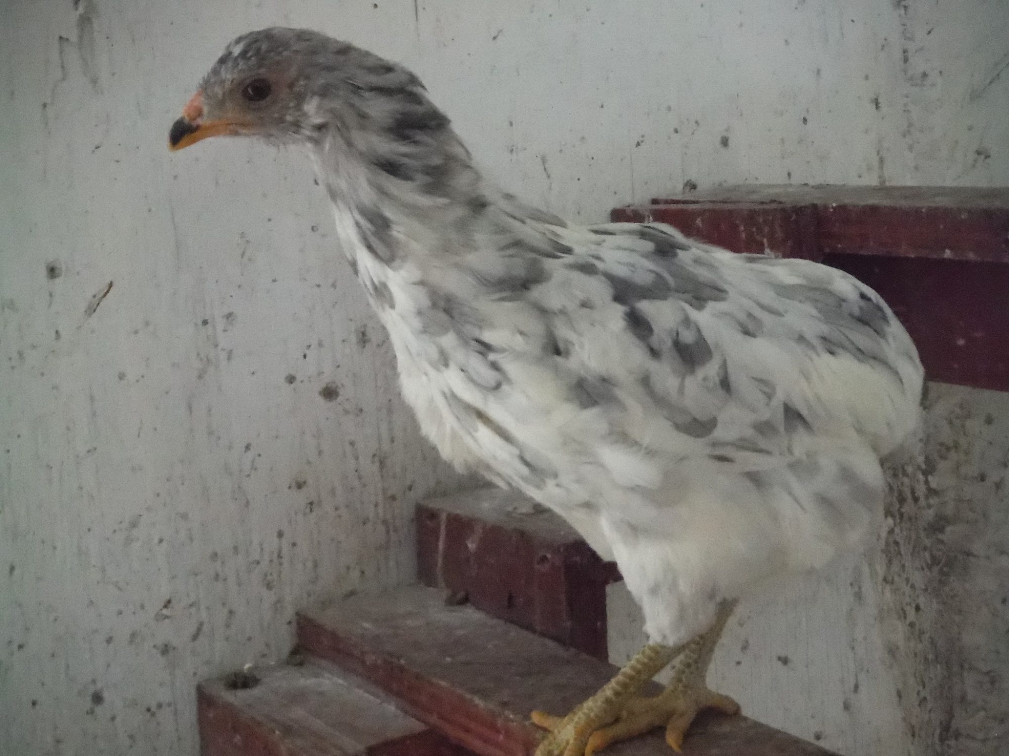 21st bird, pullet. Cleanfaced/rumpless.