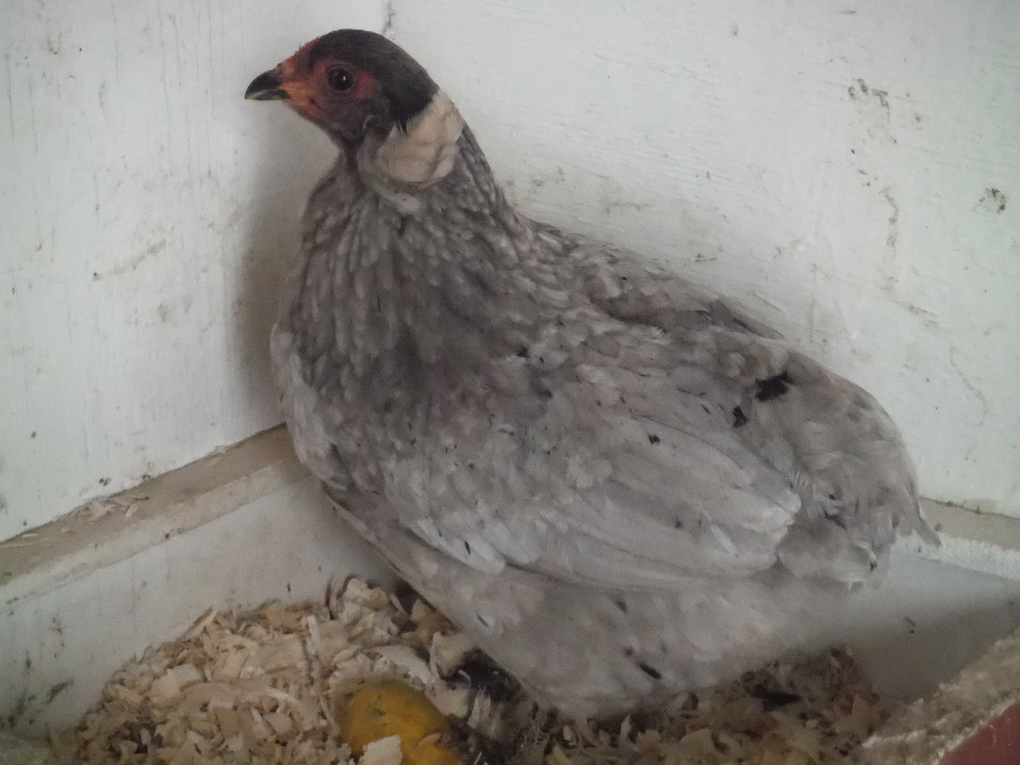 22nd bird, hen. tufted/rumpless.