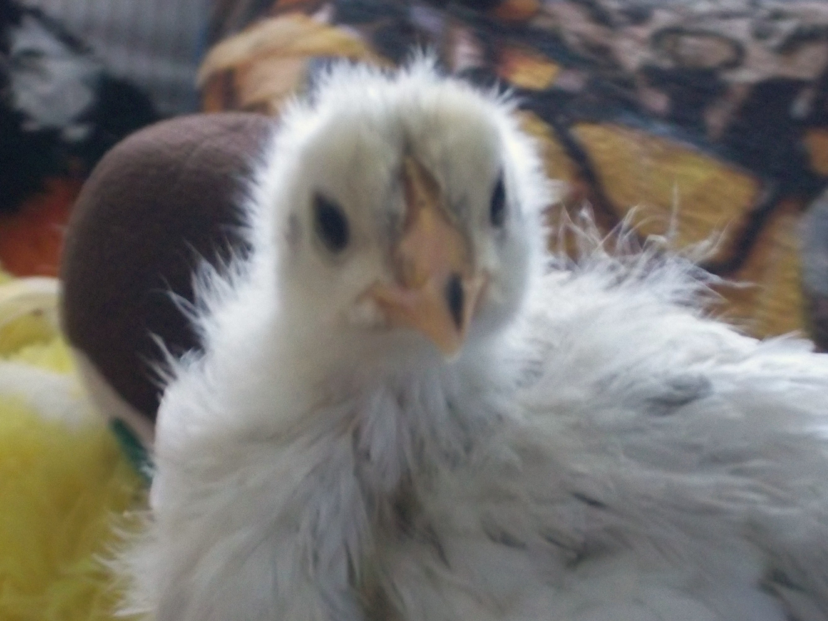 23 days old Alice