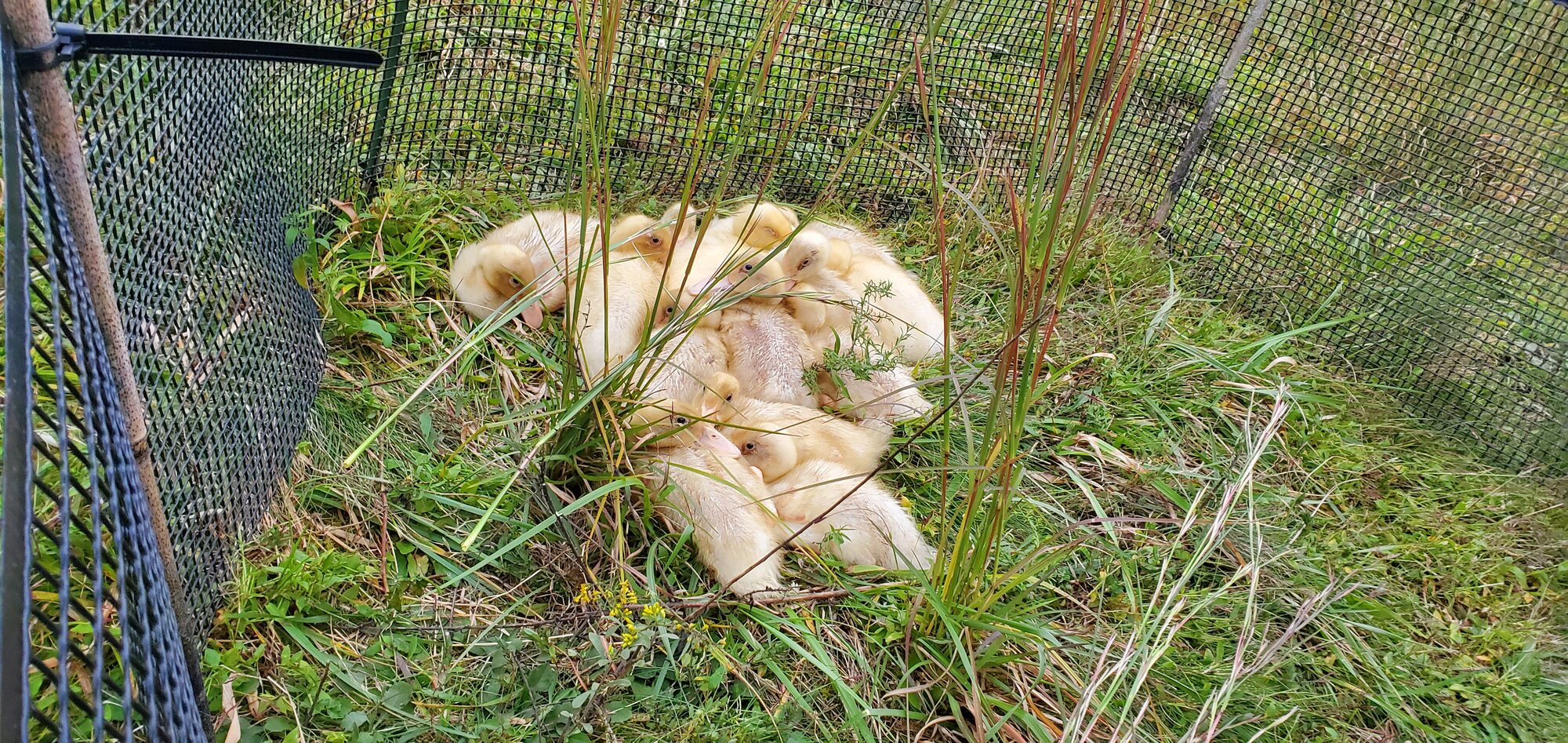 23 days old ducklings sleeping in the meadow