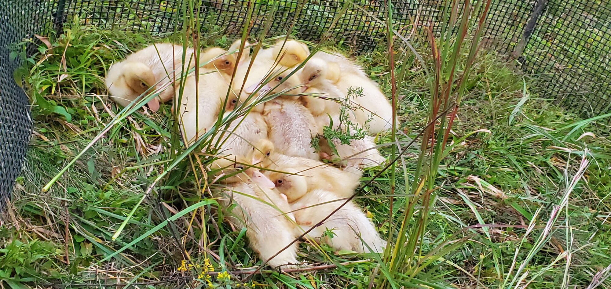 23 days old ducklings sleeping in the meadow