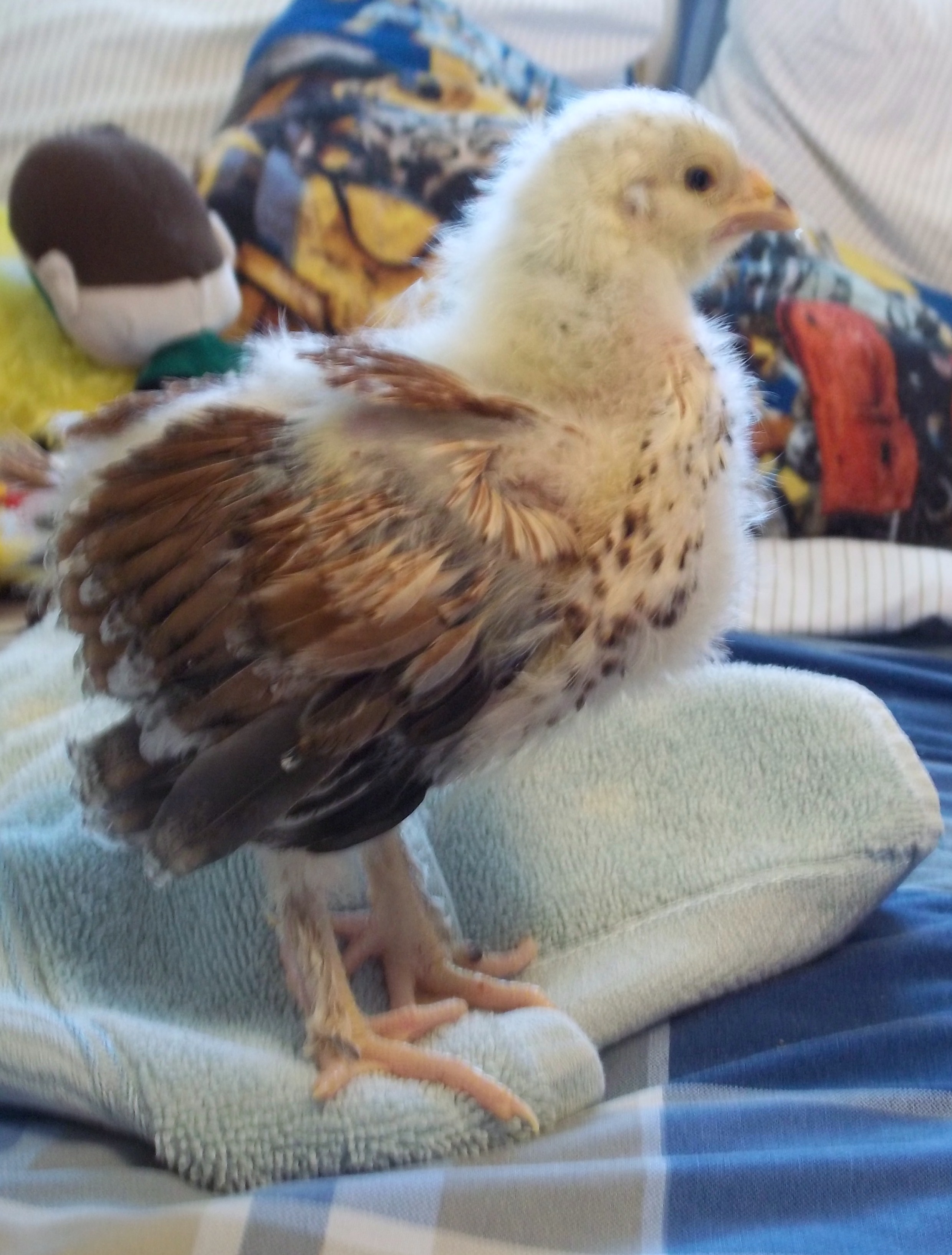 23 days old Junie B
