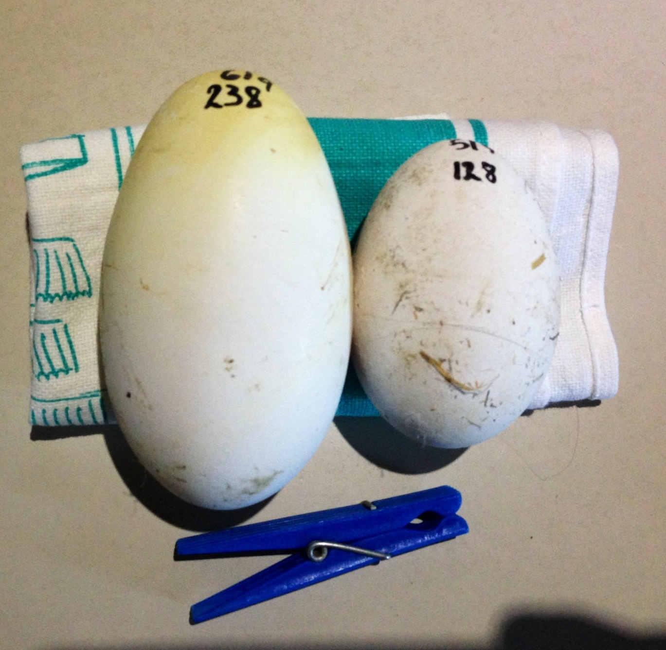 238 gram and 128 gram geese eggs