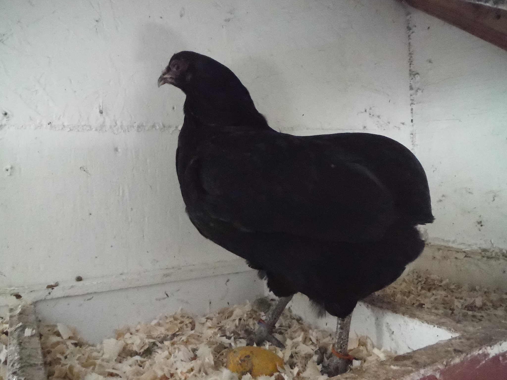 23rd bird, hen. Cleanfaced/rumpless.