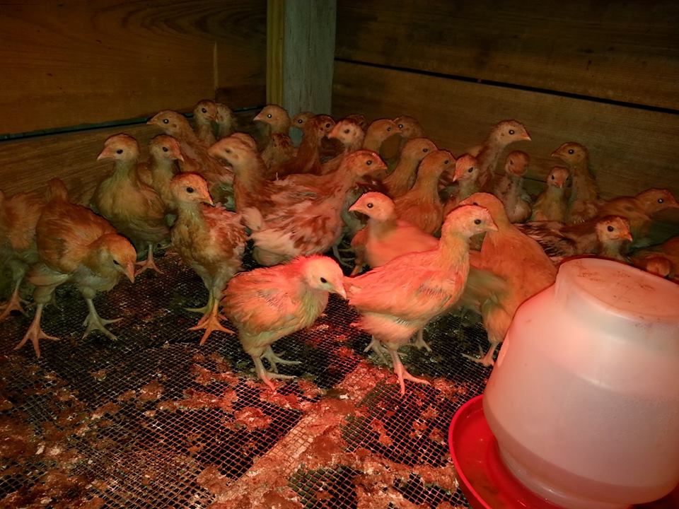 24 Comet pullets and 20 Buff Orpingtons (straight run) at around 5 weeks (I think there are between 5 and 8 roosters in the bunch).