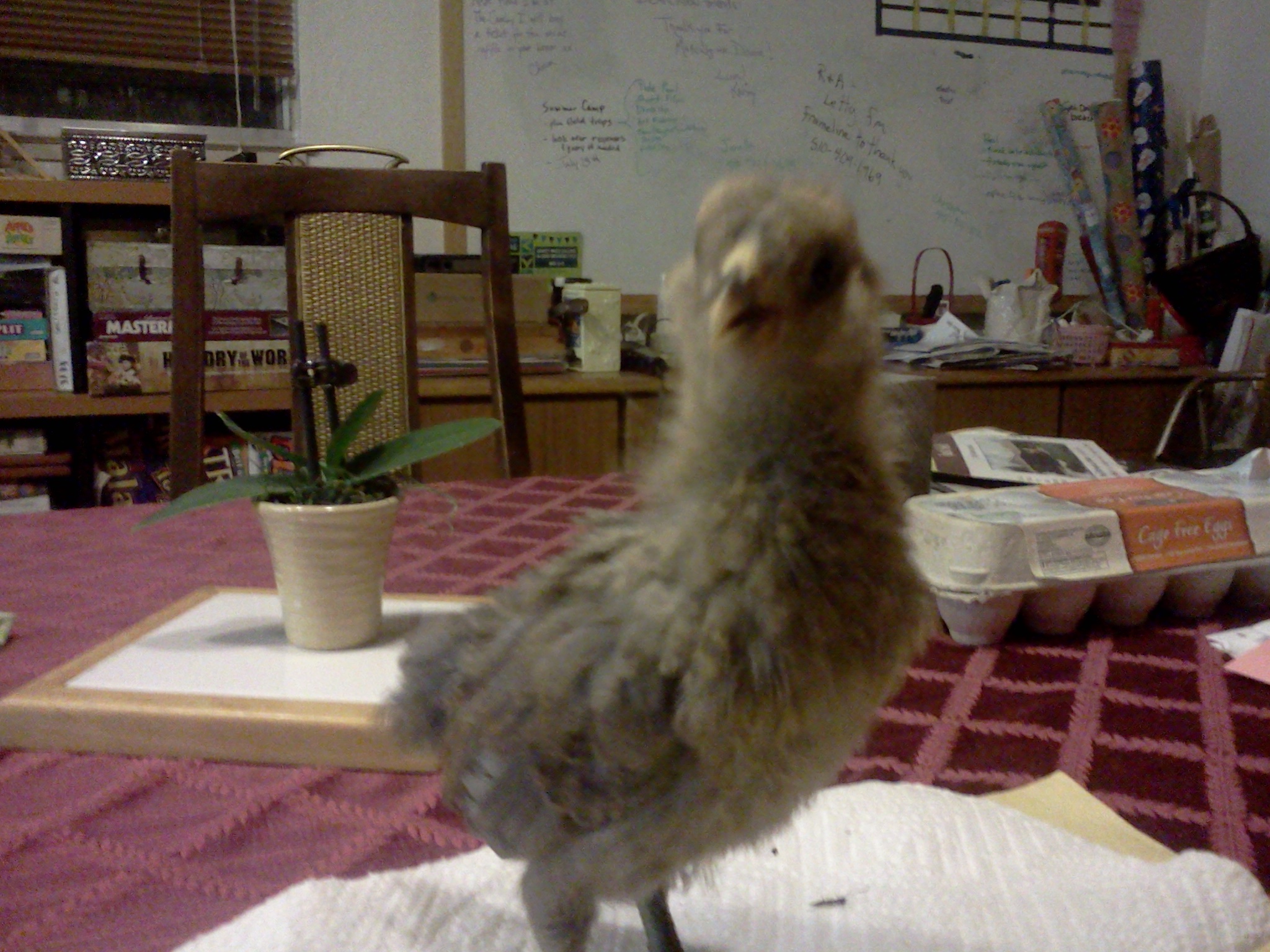 24 day old Easter Egger Bantam, 125 grams.  Sybil.  
I can chirp very loudly!