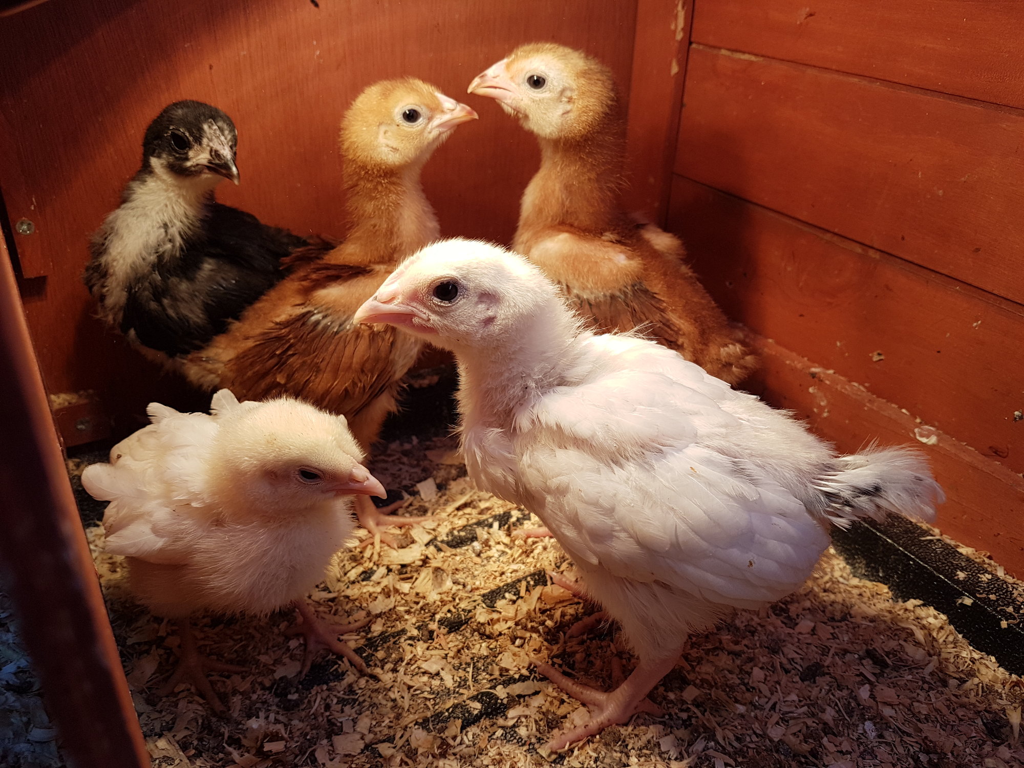 24 Days Old