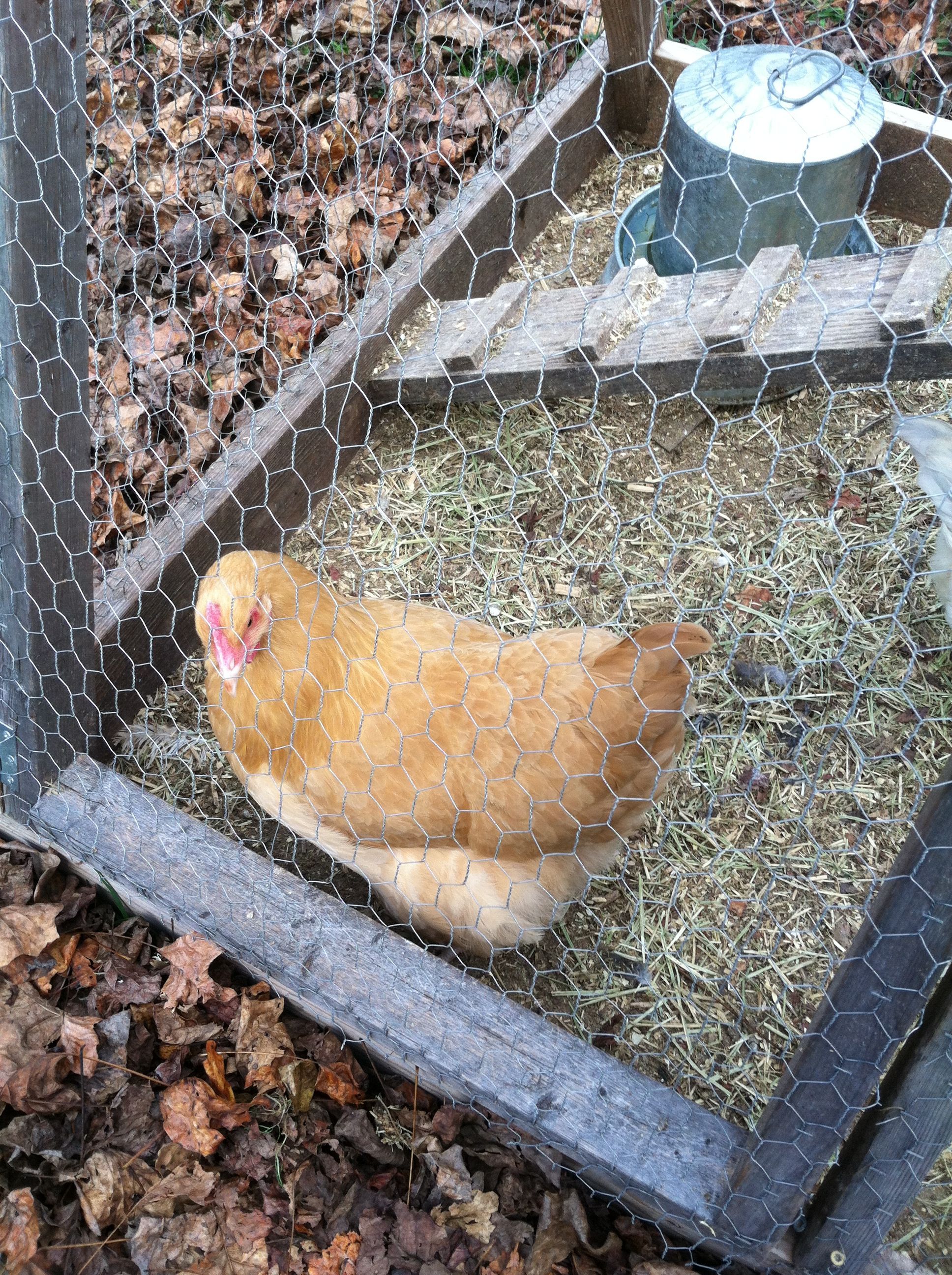 24 weeks Buff Orpington-Blondie, she is the sweetest of all will come to me first and let me pick her up without a fuss!