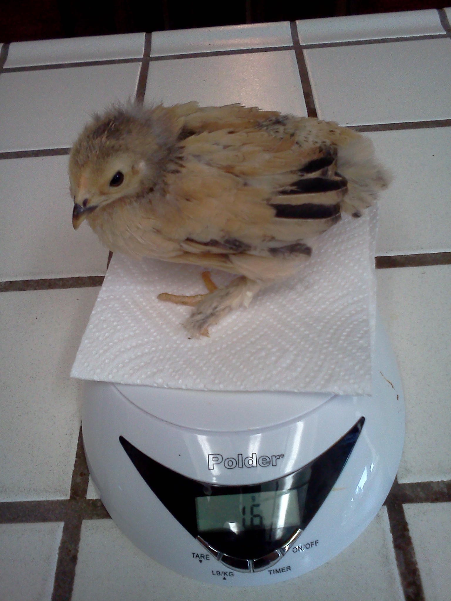 25 day old Buff Brahma Bantam, 161g.  Rosie.