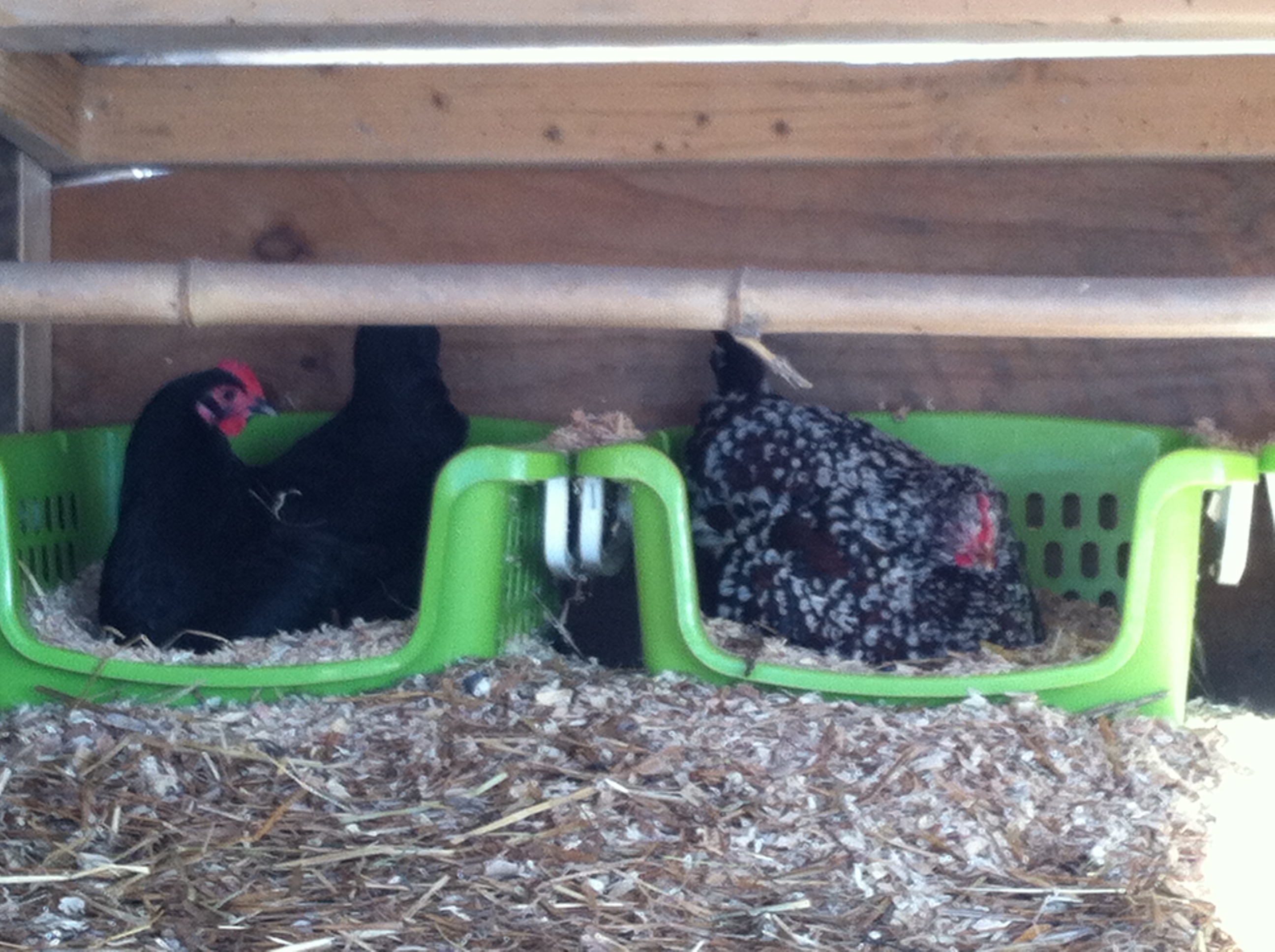 25 degrees doesnt slow these girls with egg production