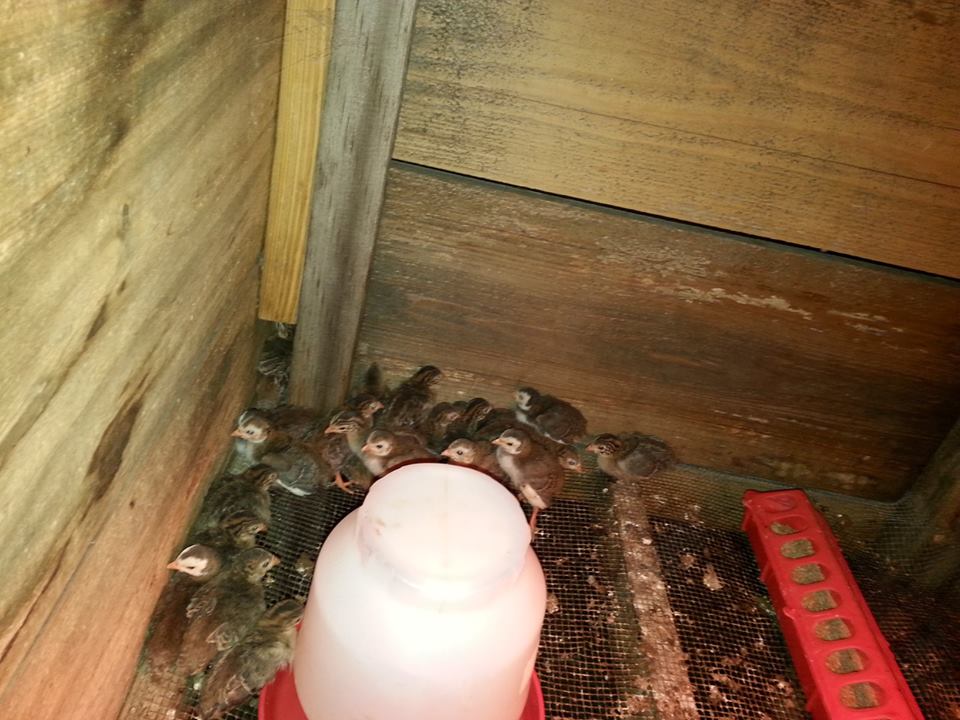 25 Guineas just under a week old.