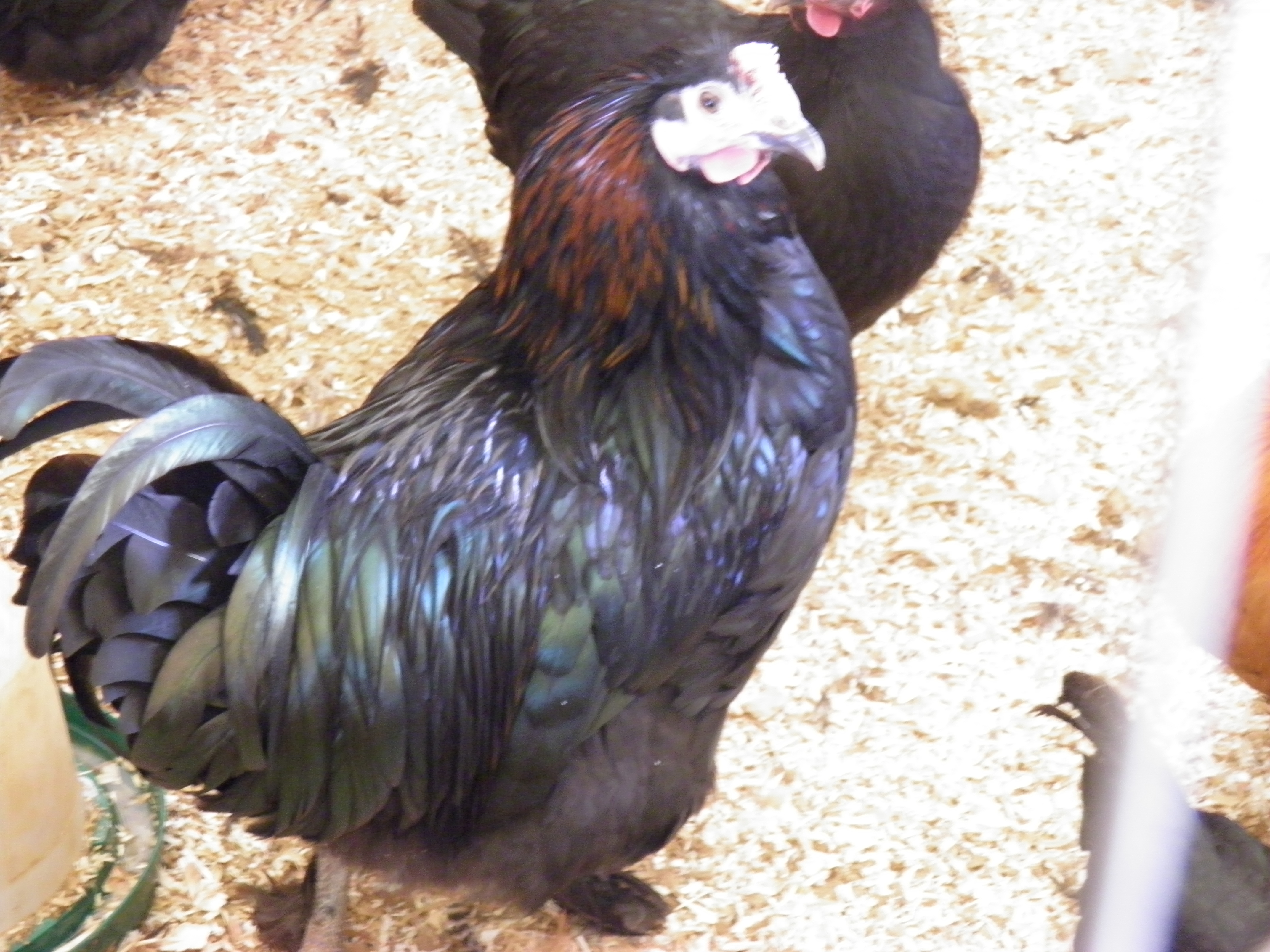 25 week old capon.  BCM X Lavender Orpington.  Weight 8lb3oz