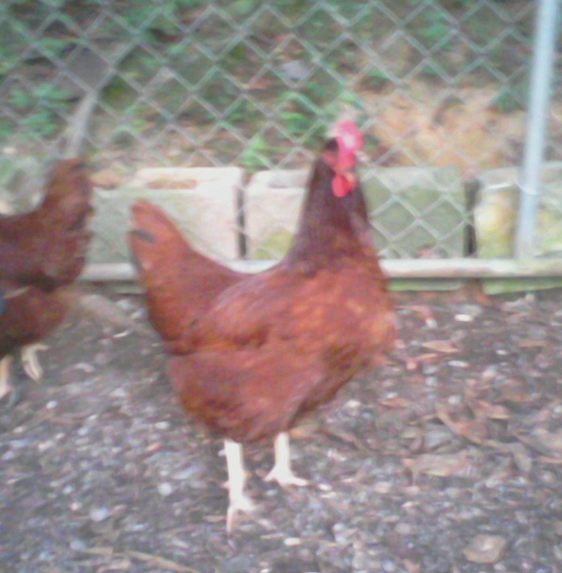 26 WEEK OLD RIR,BEEN LAYING BIG BROWN EGGS FOR3 WEEKS
