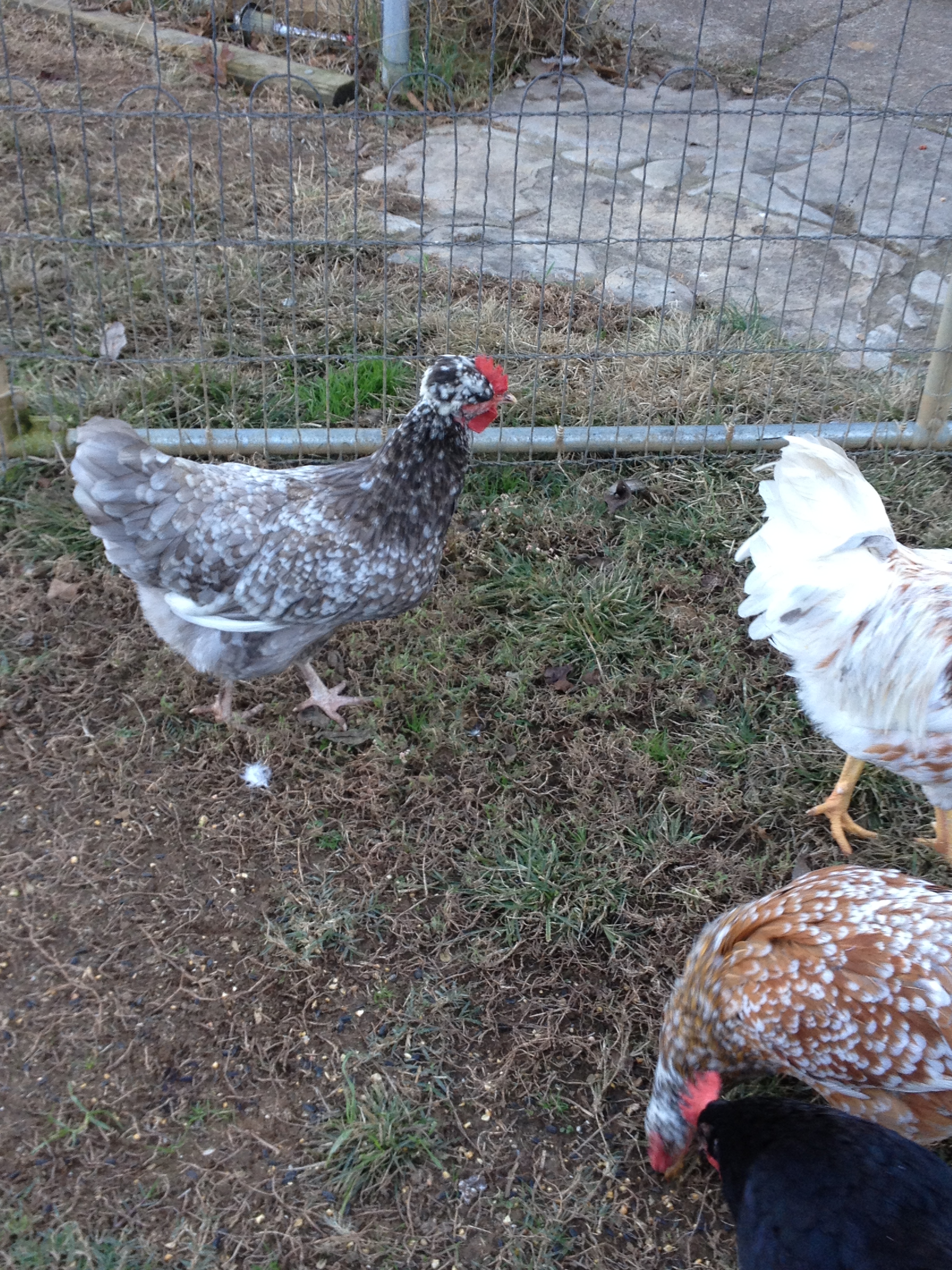 26 weeks, crested pullet, Ziggy.