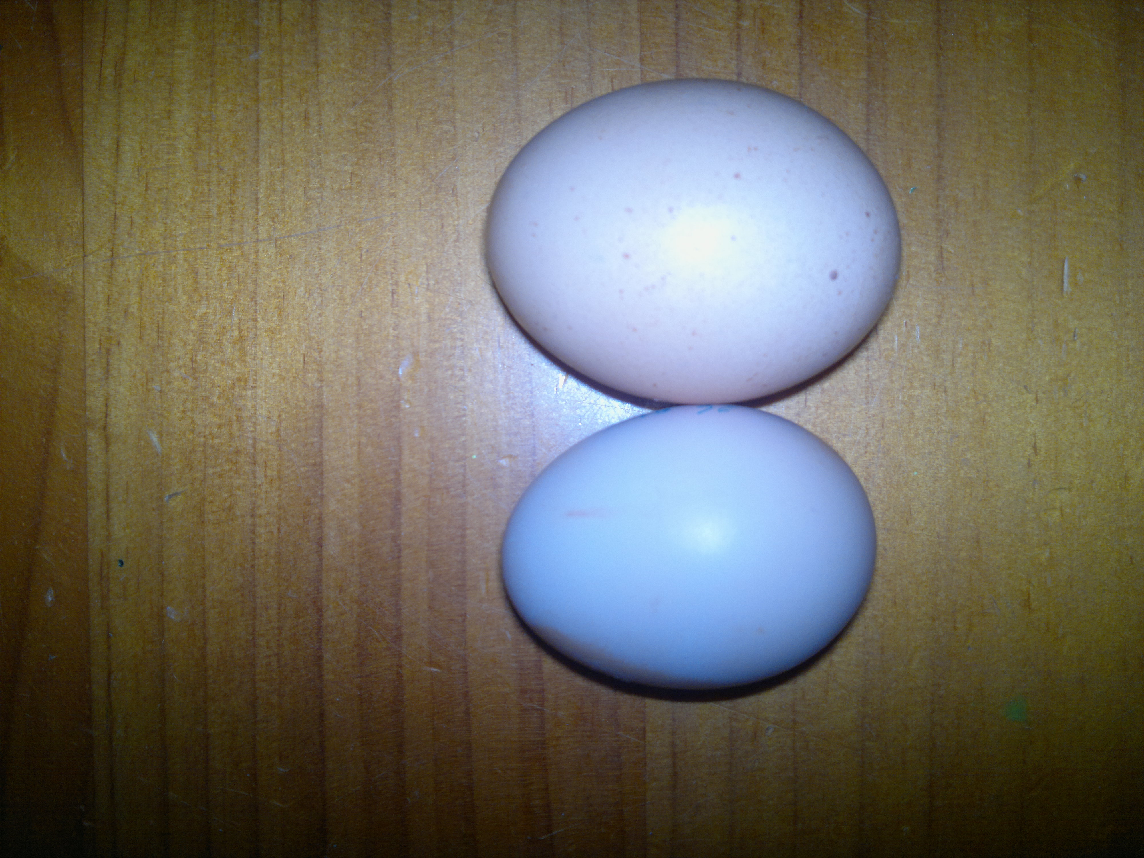 26032012450.jpg
The smaller one is ours, i think its bluish because of the flash. It looks brown! :D