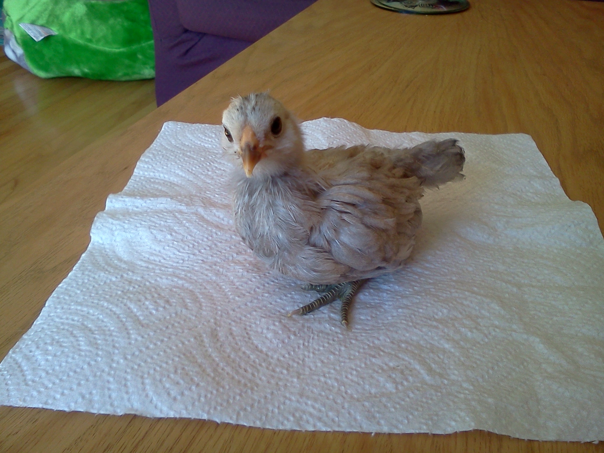 27 days old, 130 grams.  Easter Egger Bantam.  Edith.