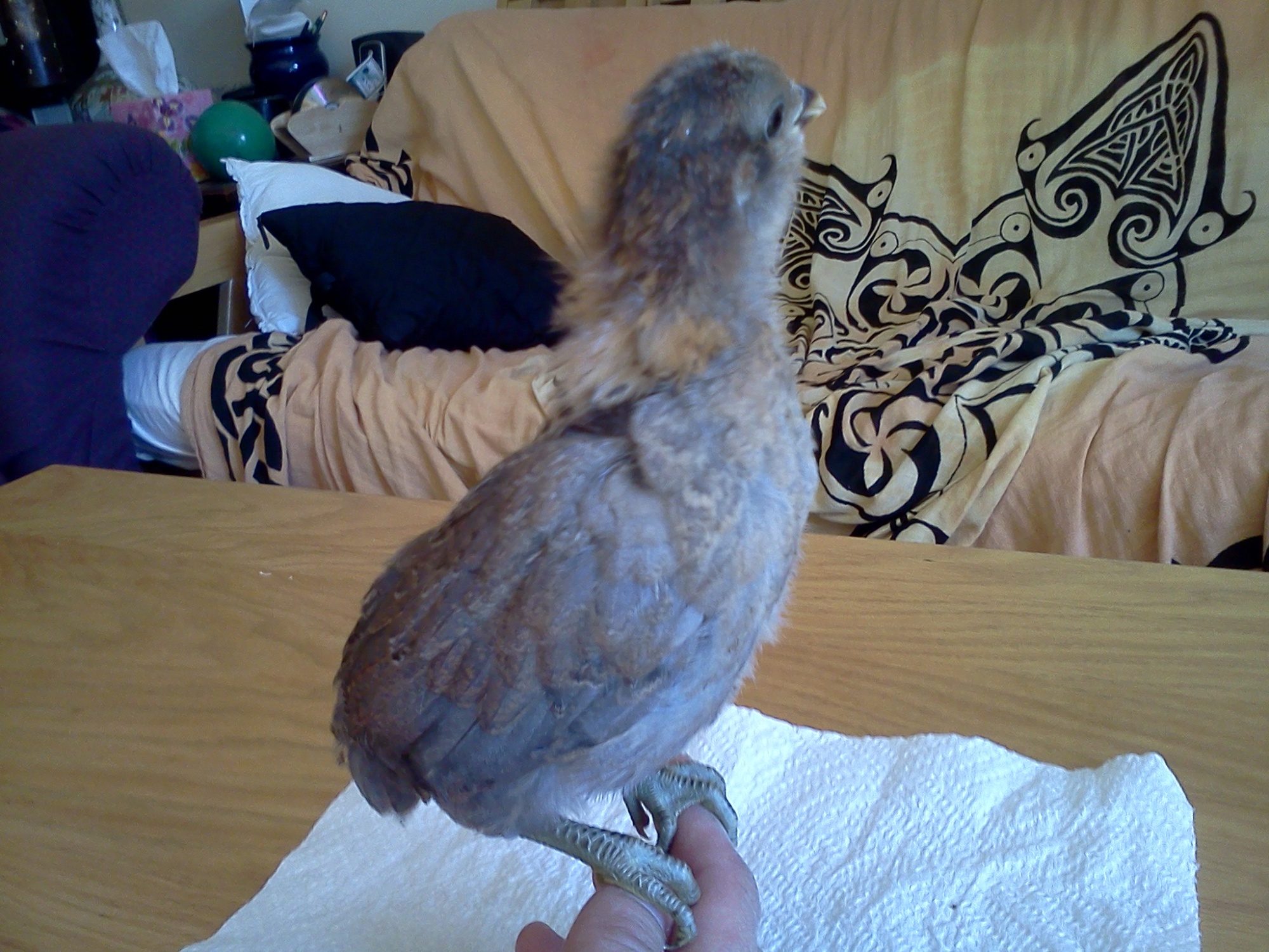 27 days old, 141 grams.  Easter Egger Bantam.  Sybil.