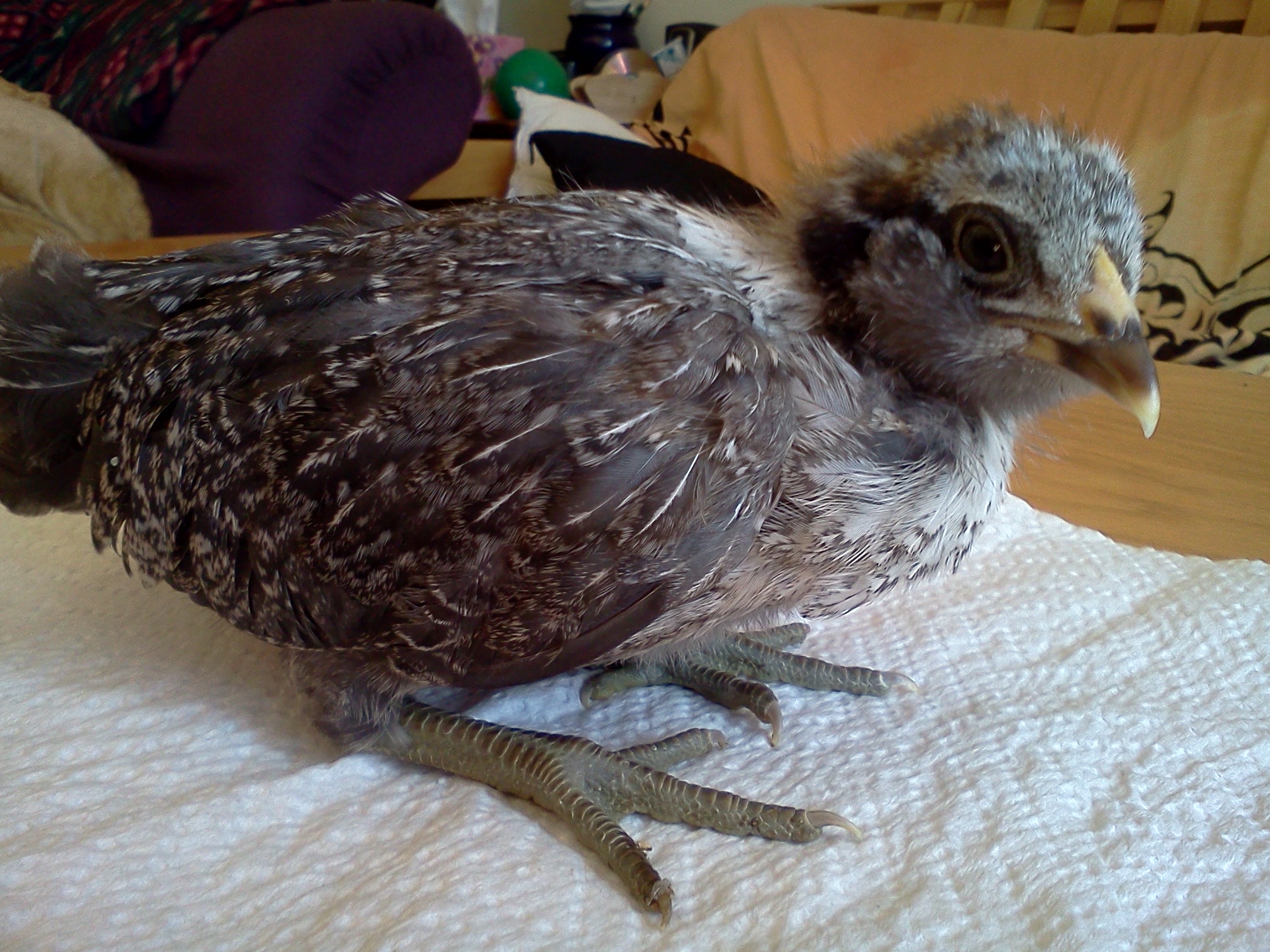 27 days old, 152 grams.  Easter Egger Bantam.  Mary.