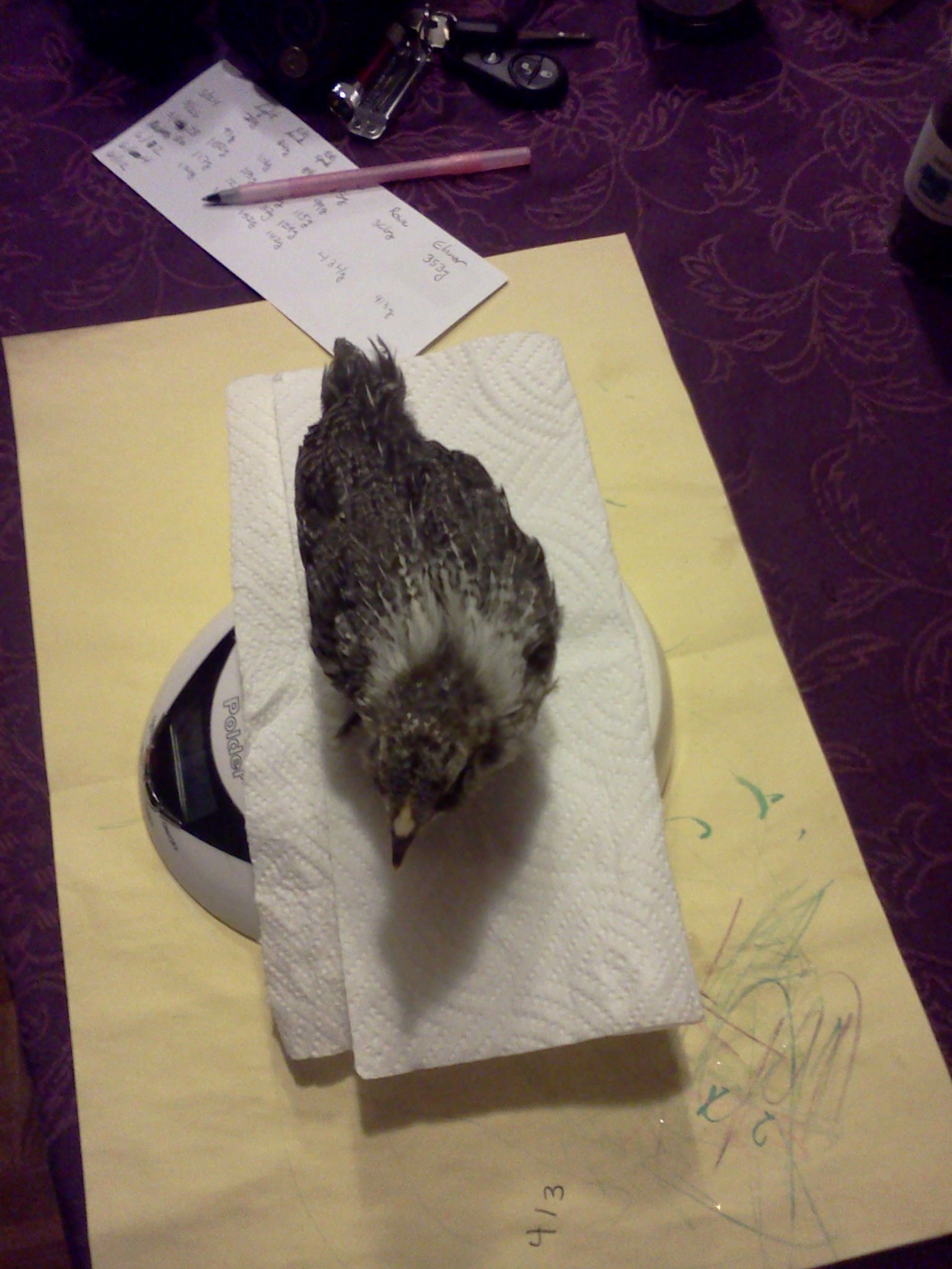 29 day old easter egger bantam.  Mary.