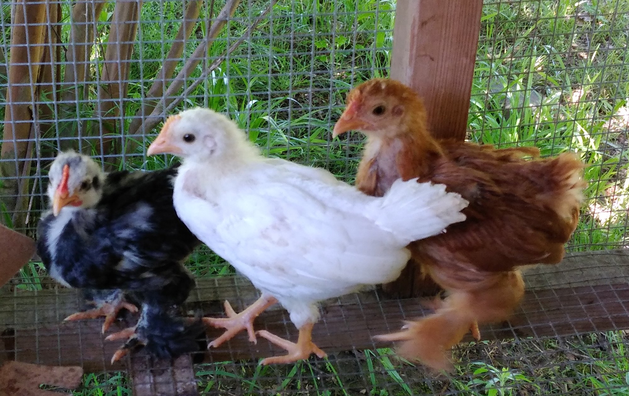 2bantams1standard