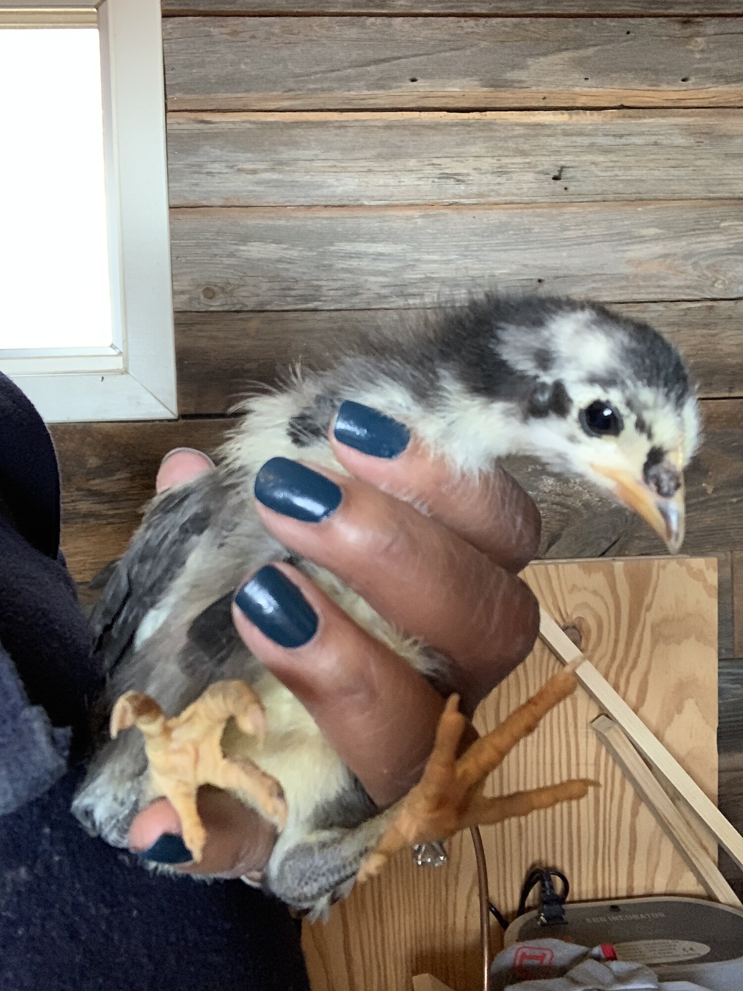 2EE70E66-230B-40AB-82F1-871D217191A6